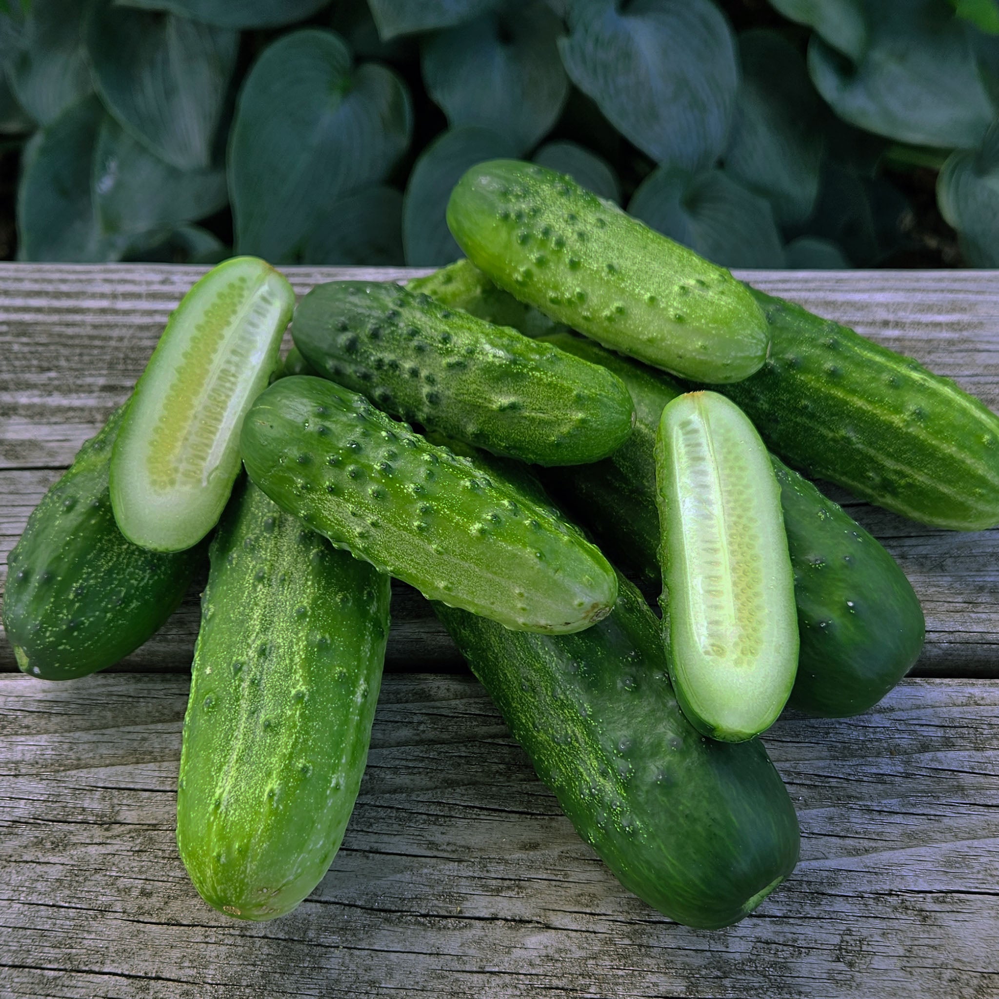 Cucumber, Pick A Bushel Hybrid