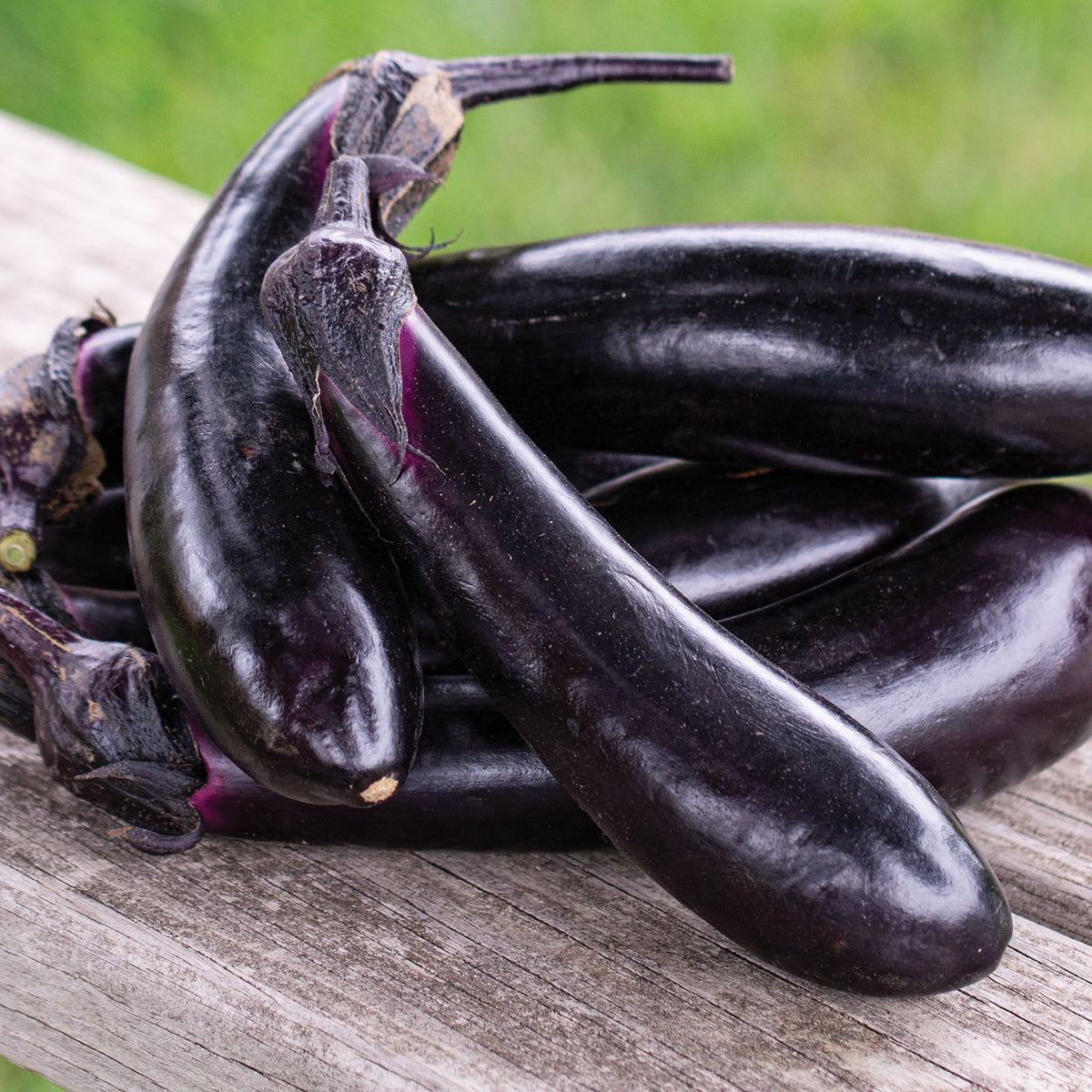 Eggplant, Millionaire Hybrid