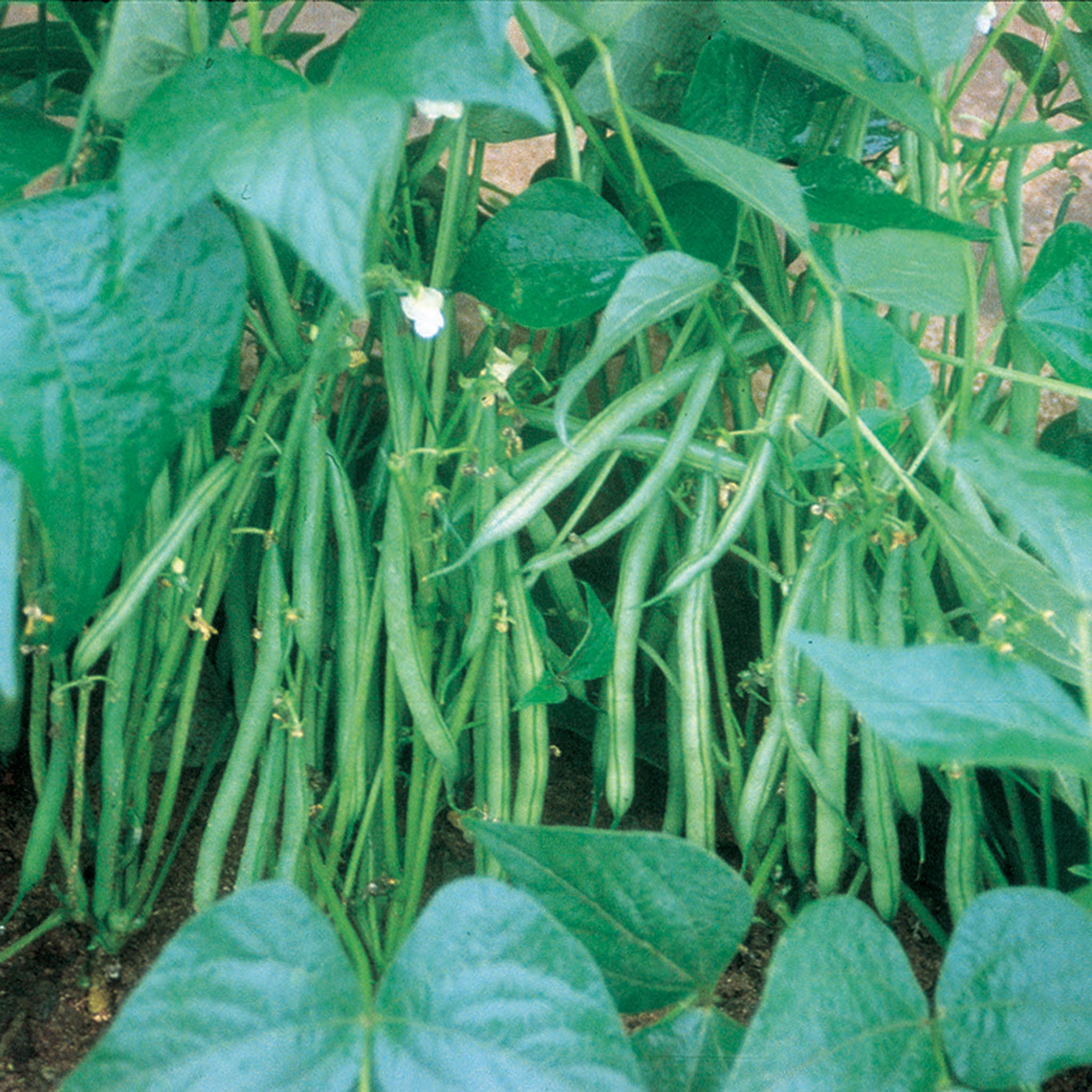 Bean, Bush, Masai