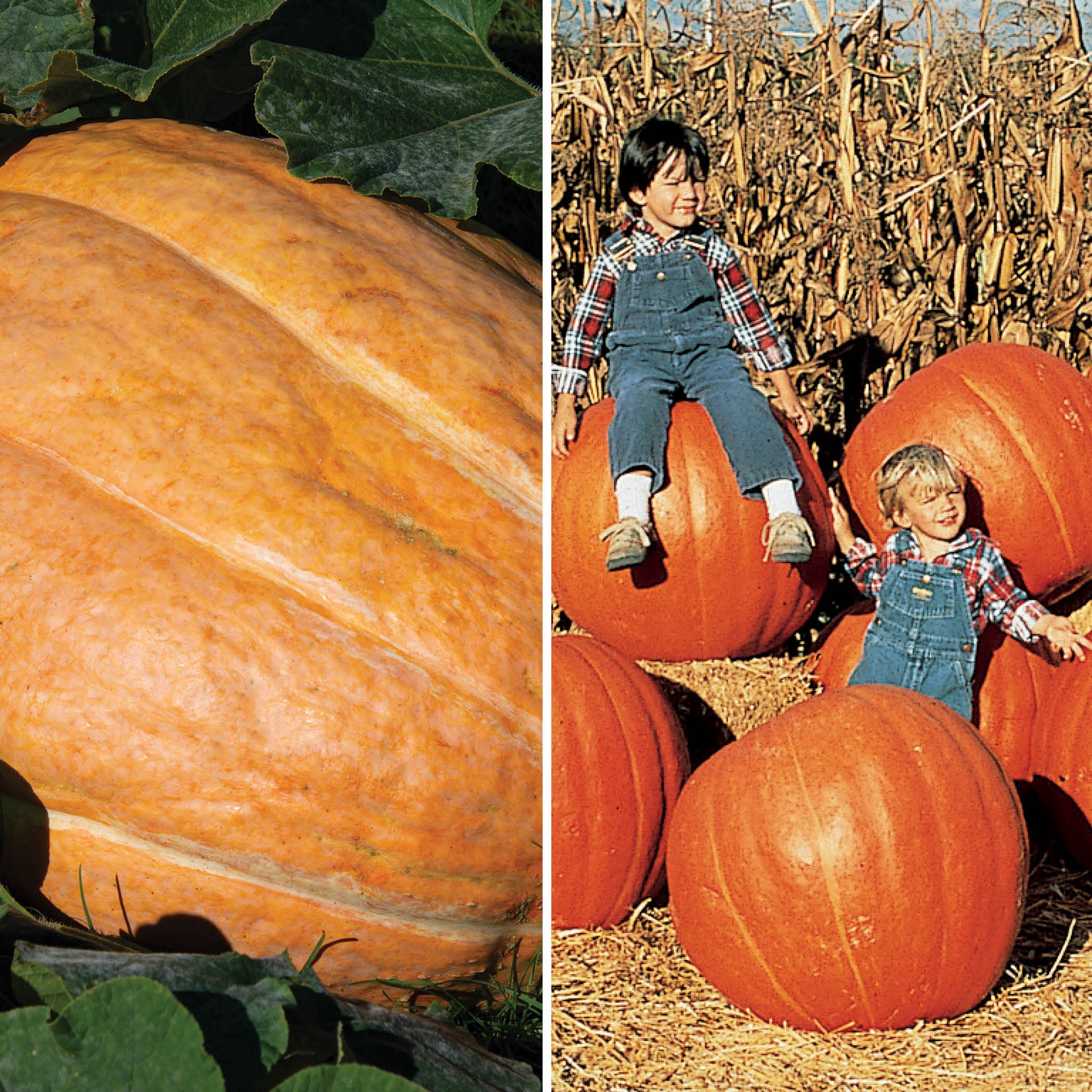 Pumpkin, Giant Offer