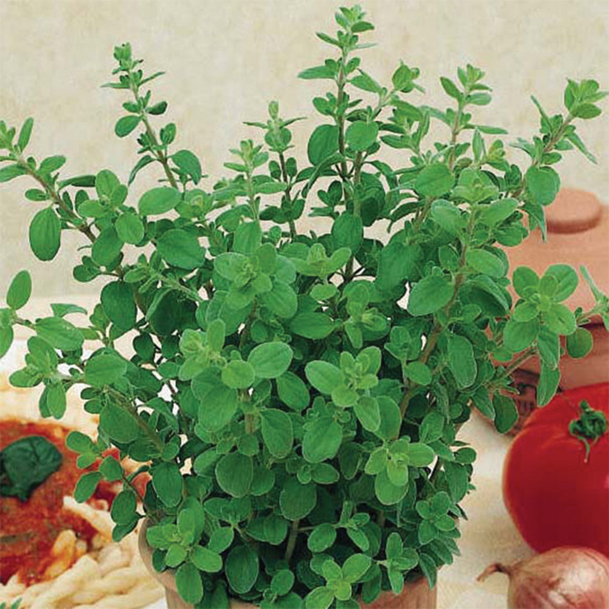Oregano,