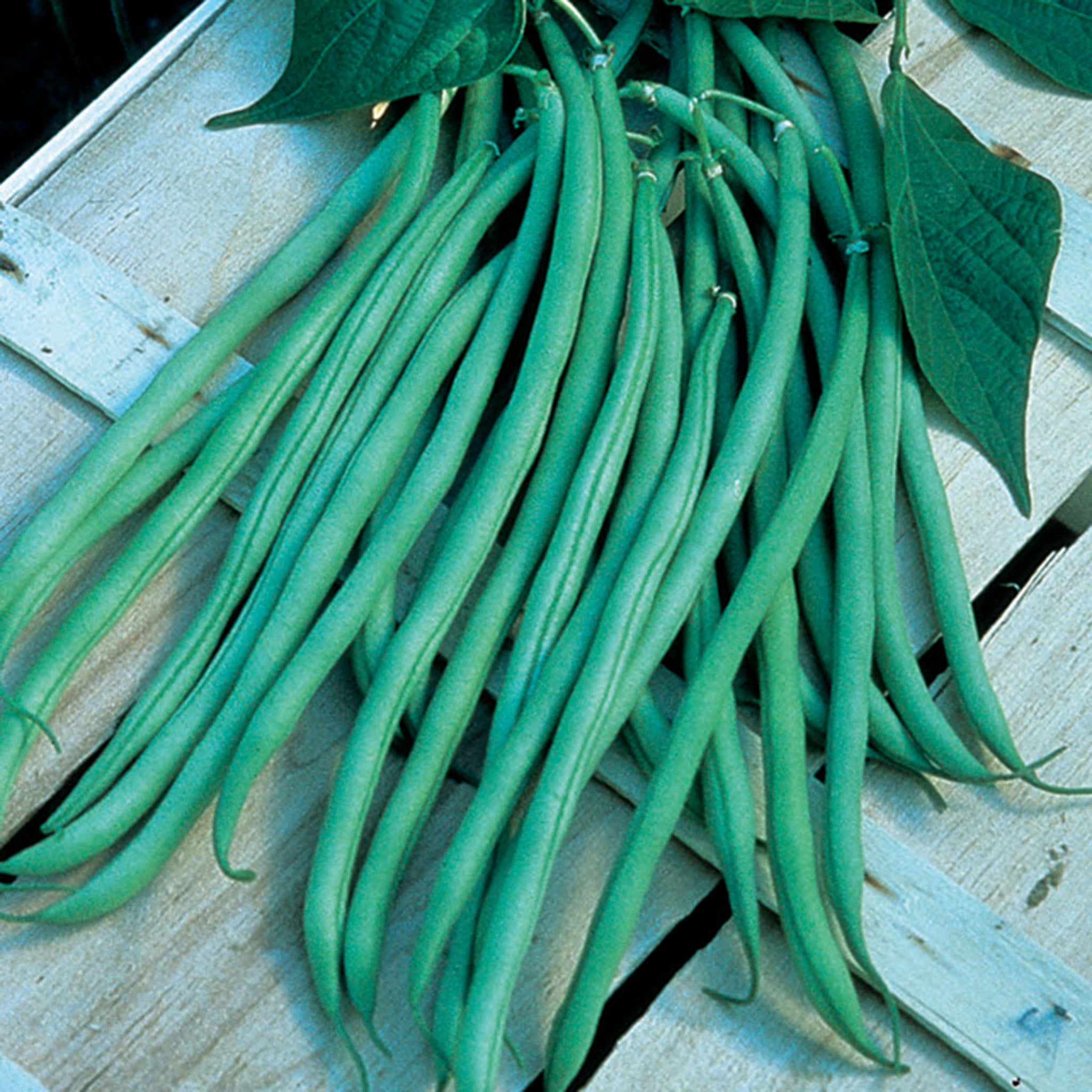 Bean, Pole, Fortex.