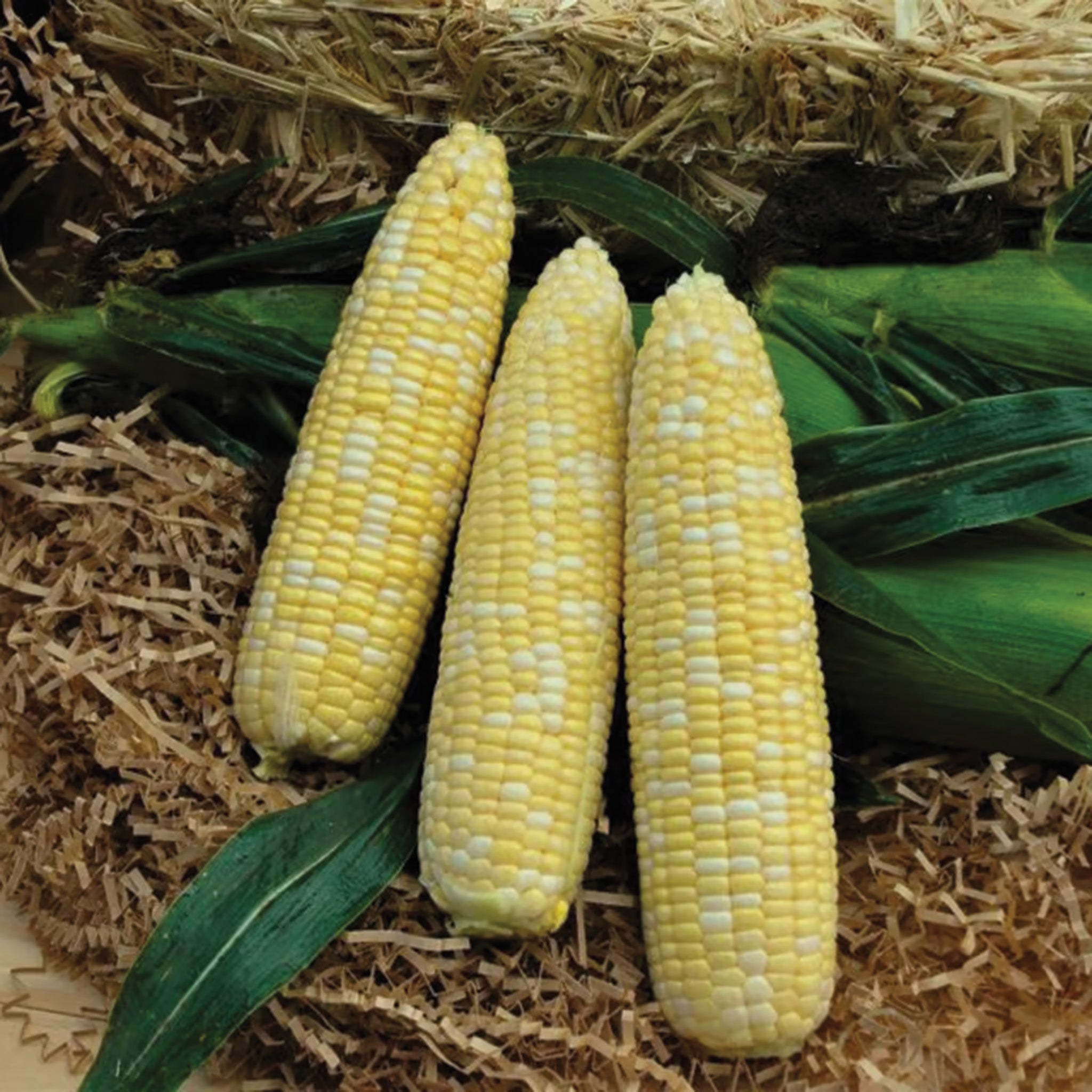 Sweet Corn, Signature XR Hybrid, Treated