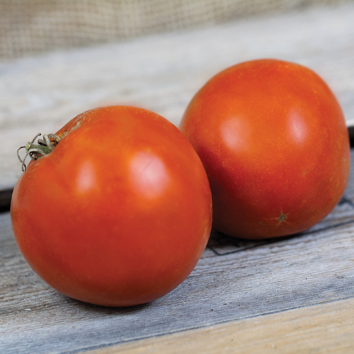 Tomato, Supersonic Hybrid