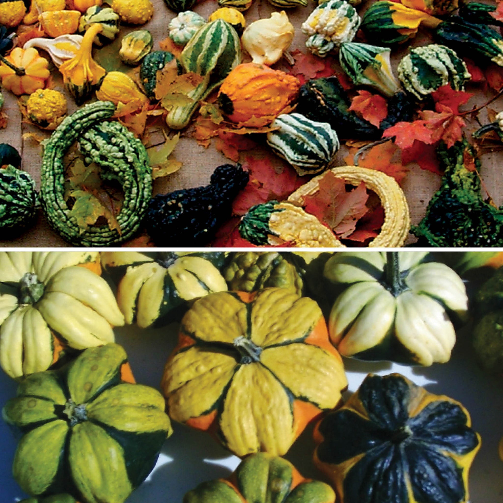 Customer Favorite Gourd Sampler