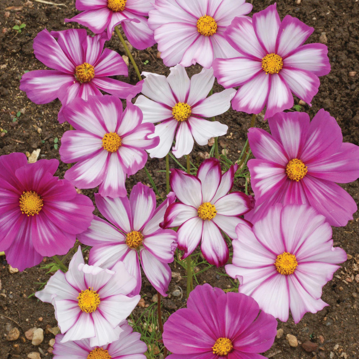 Cosmos, Candystripe