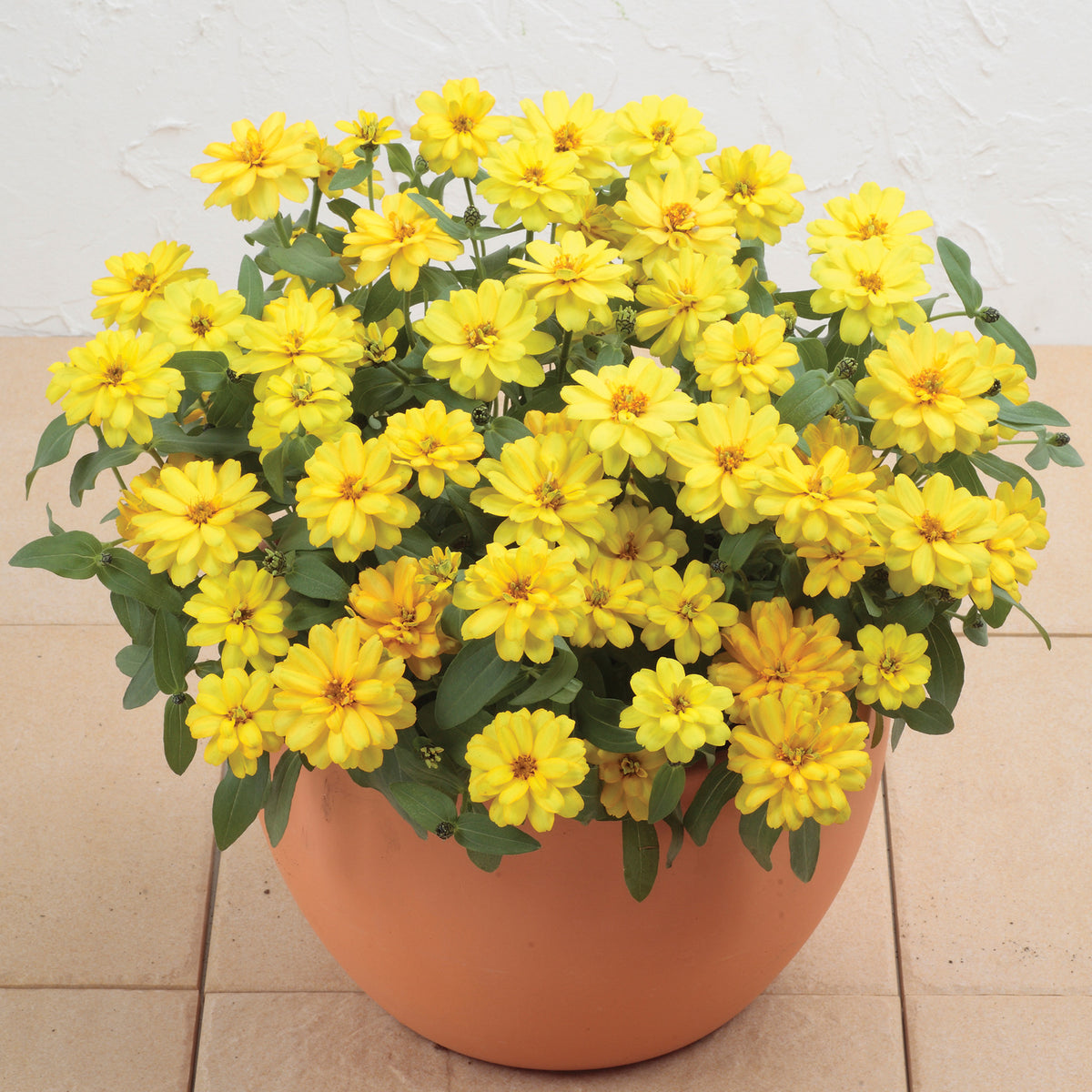 Zinnia, Profusion Double Yellow Hybrid