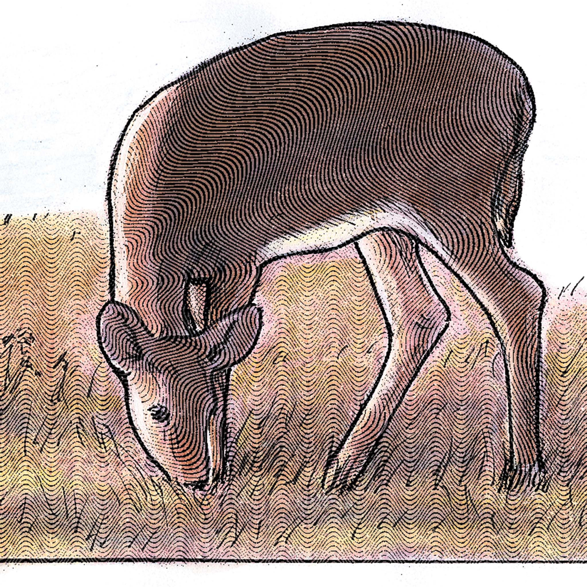 Grass, Keystone Deer & Turkey Mix