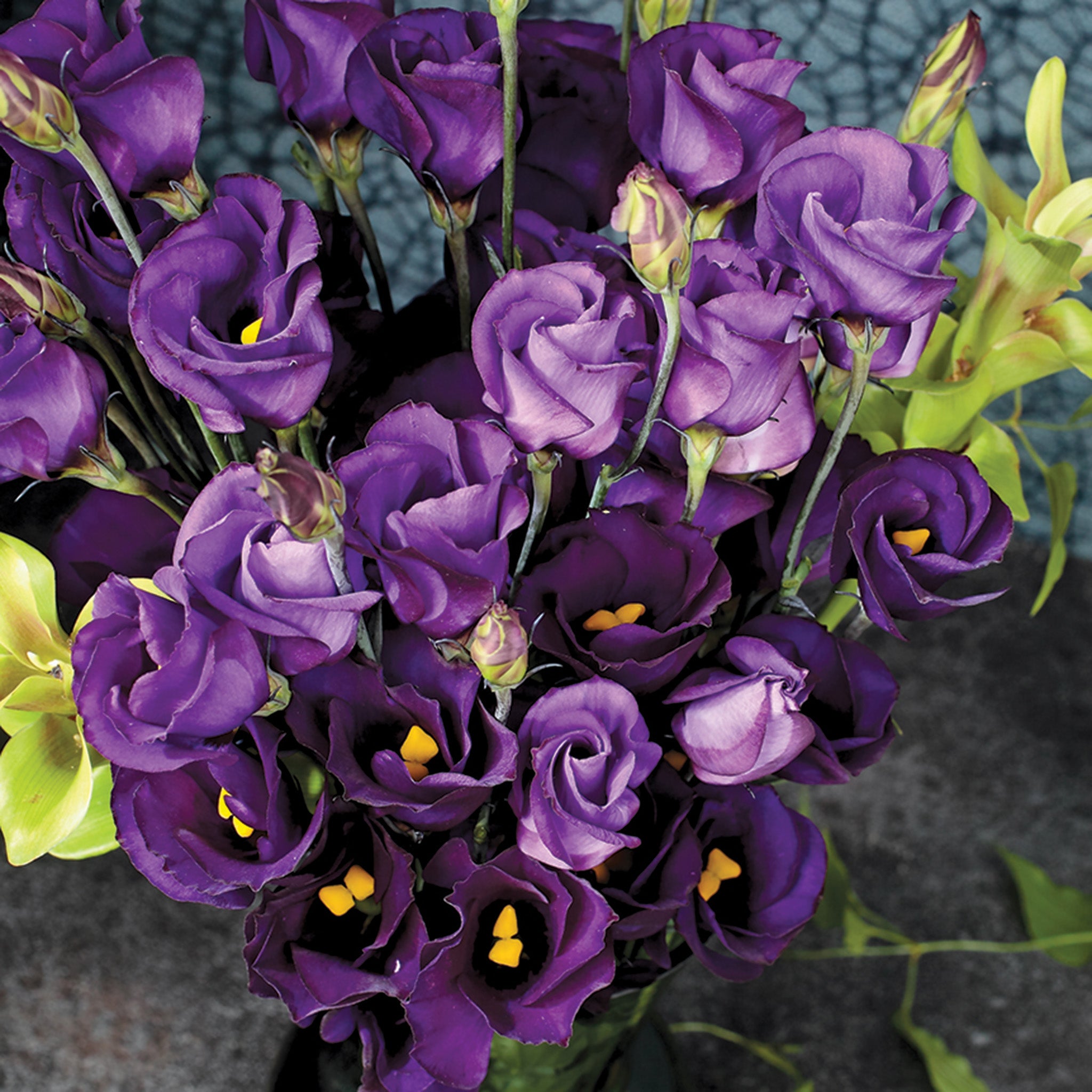 Lisianthus, Solo Violet Picotee Hybrid