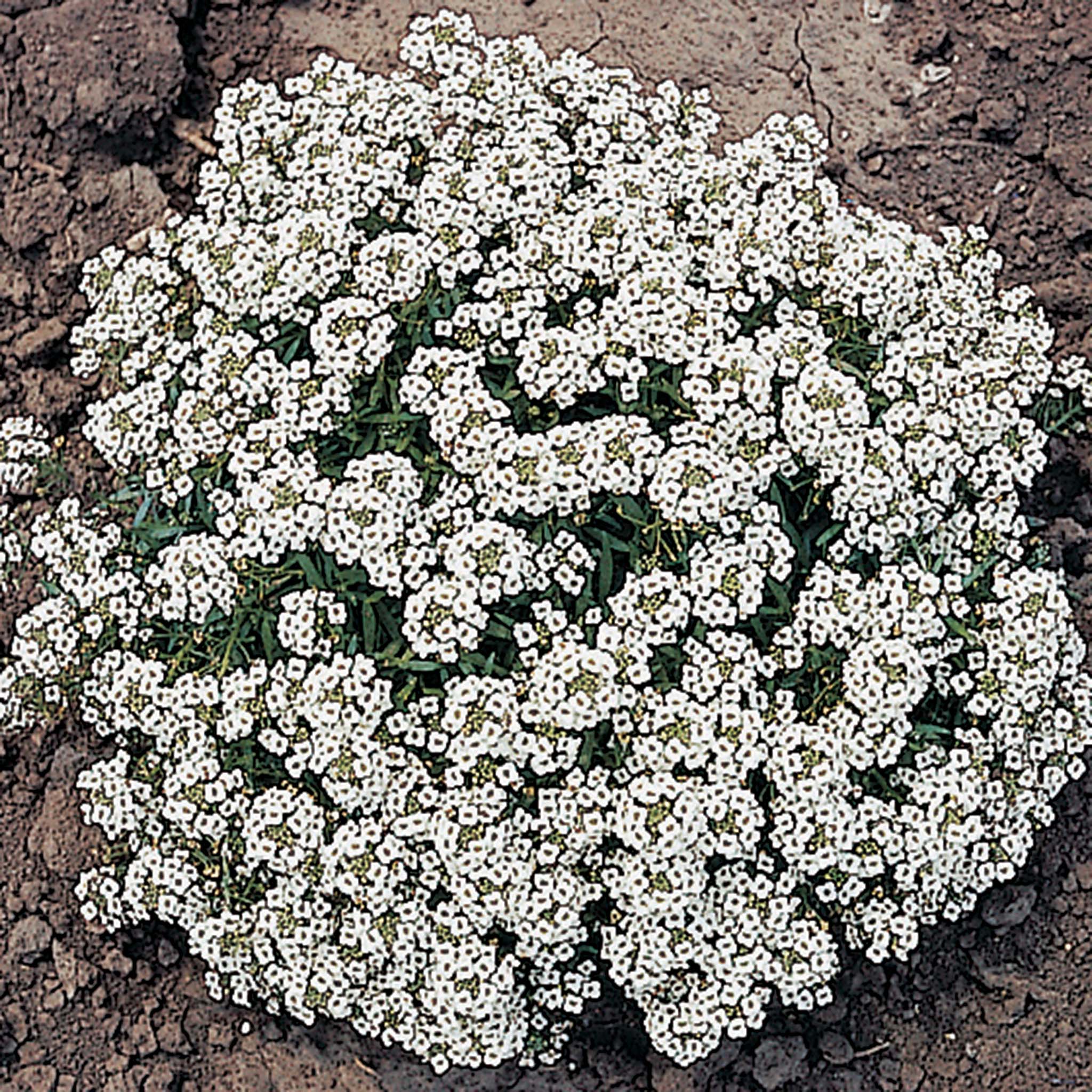 Alyssum, New Carpet Of Snow