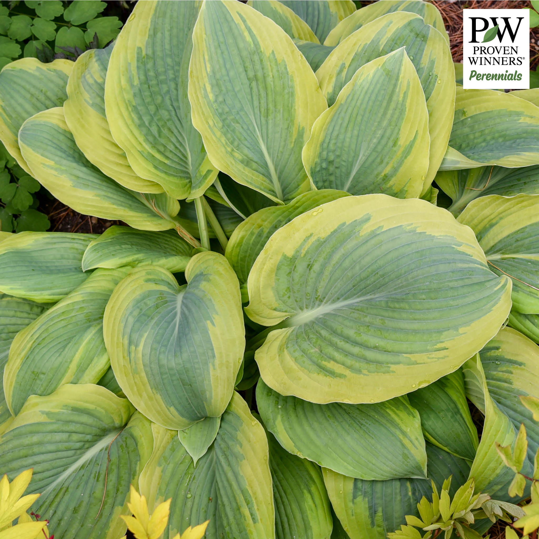 Hosta, Chance Encounter