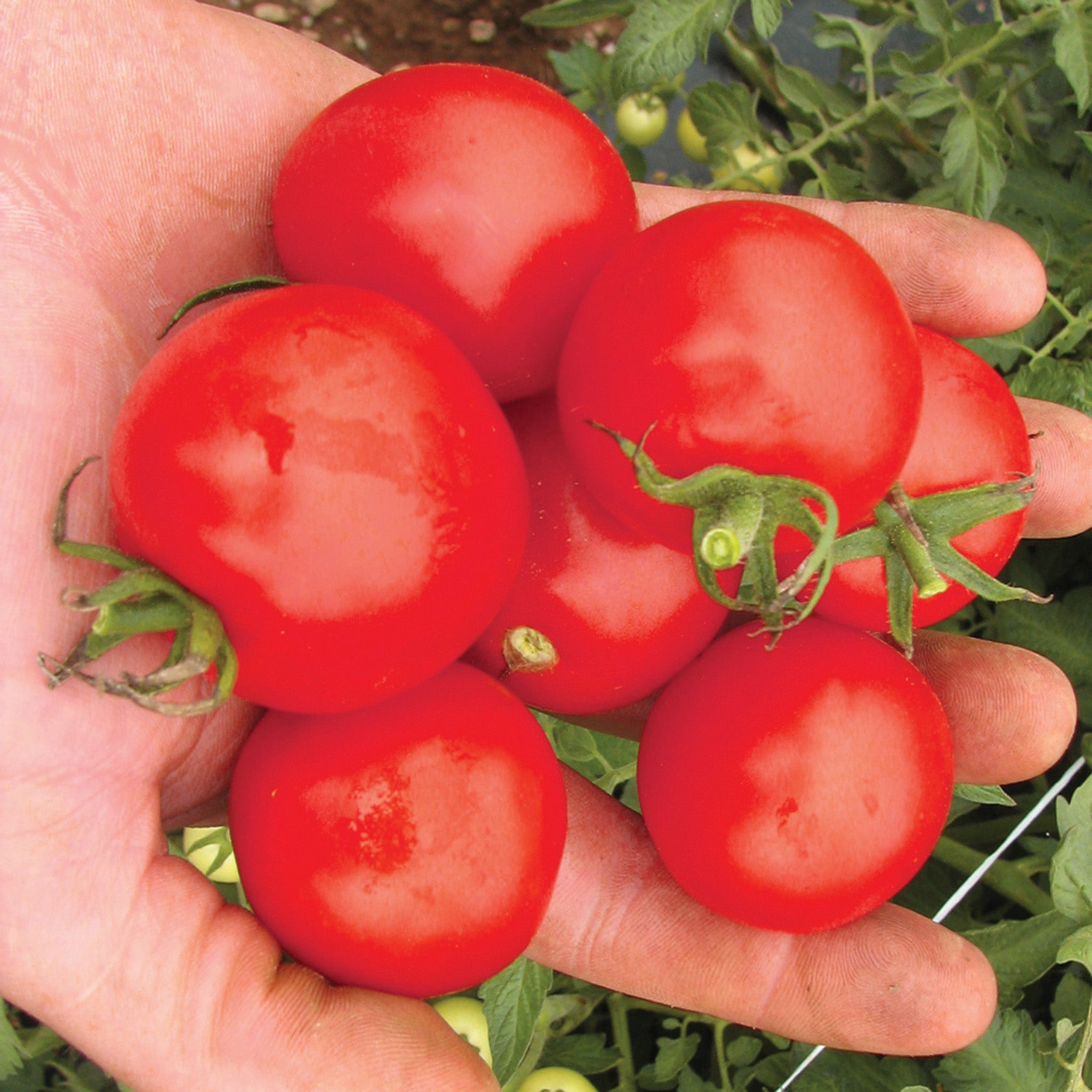 Tomato, Mountain Magic Hybrid