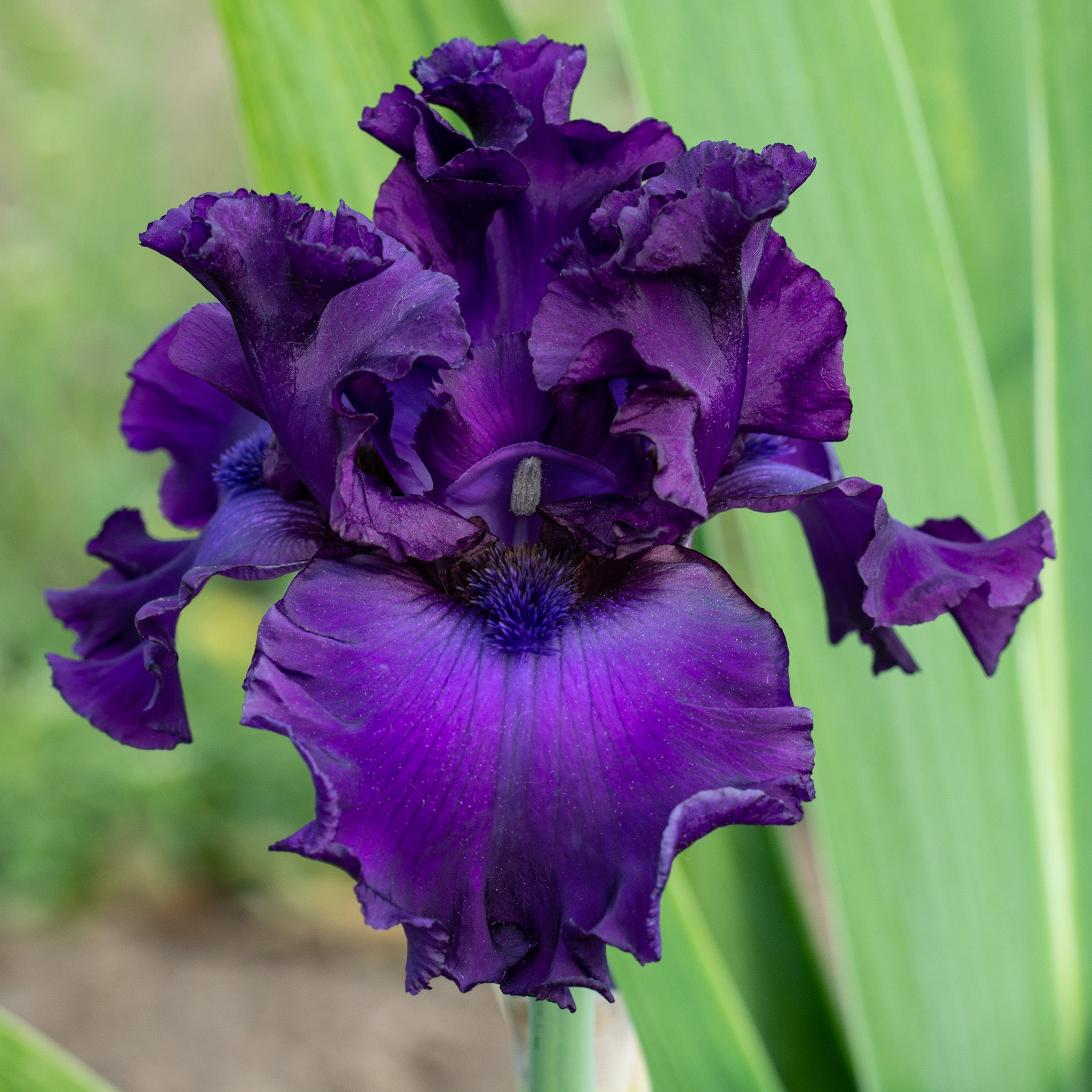 Iris, Bearded, Diabolique