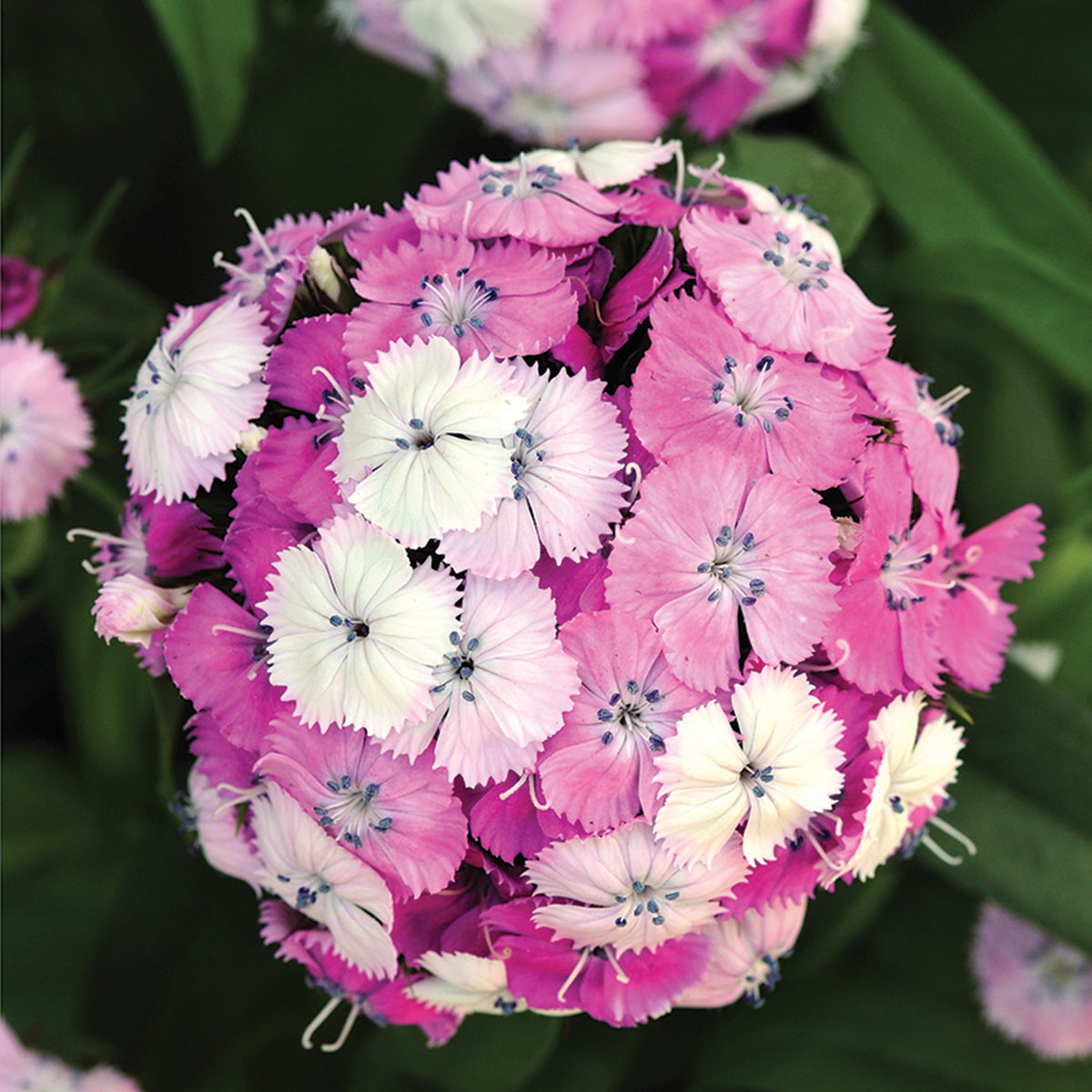 Dianthus, Dash Magician Hybrid