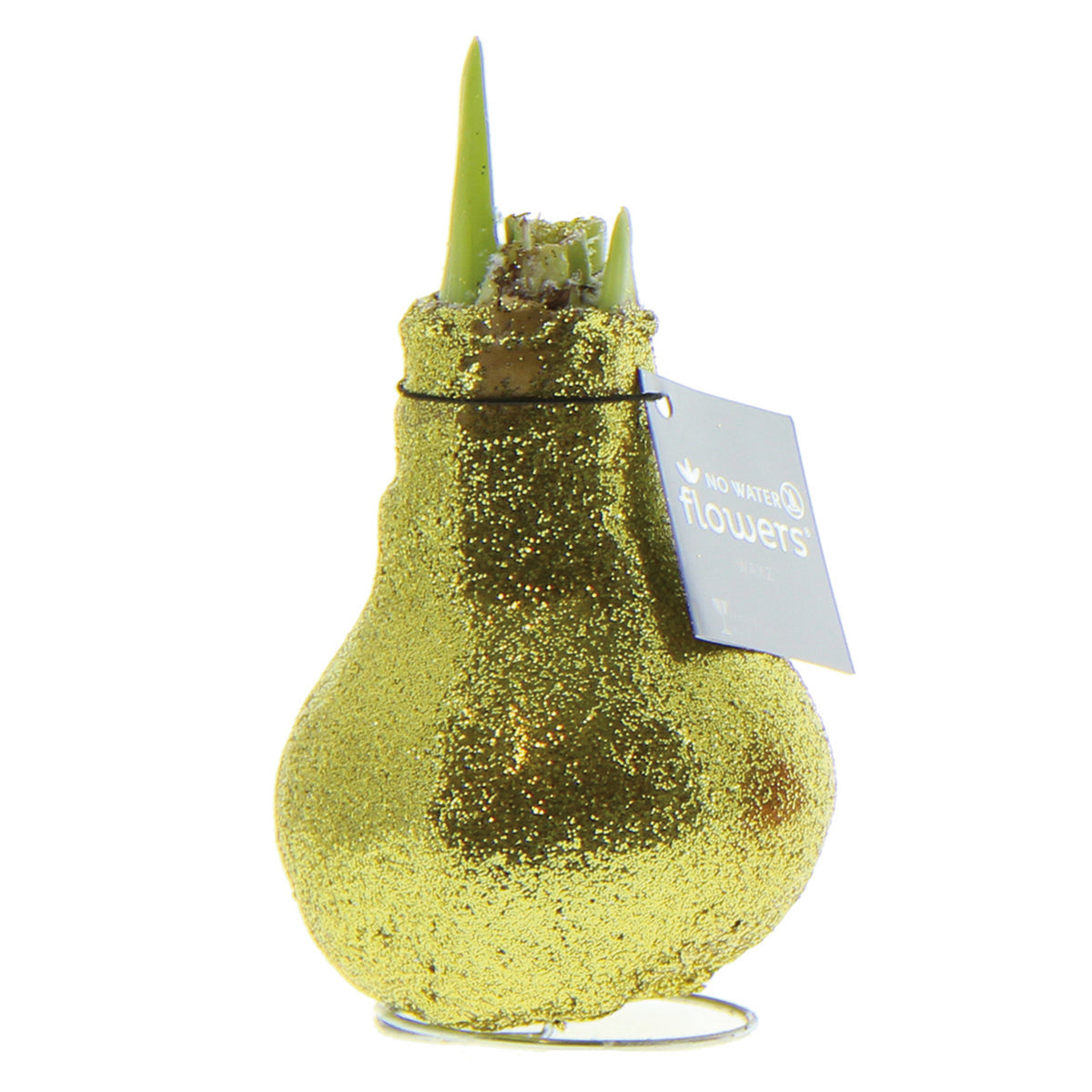 Amaryllis, Waxed Bulb