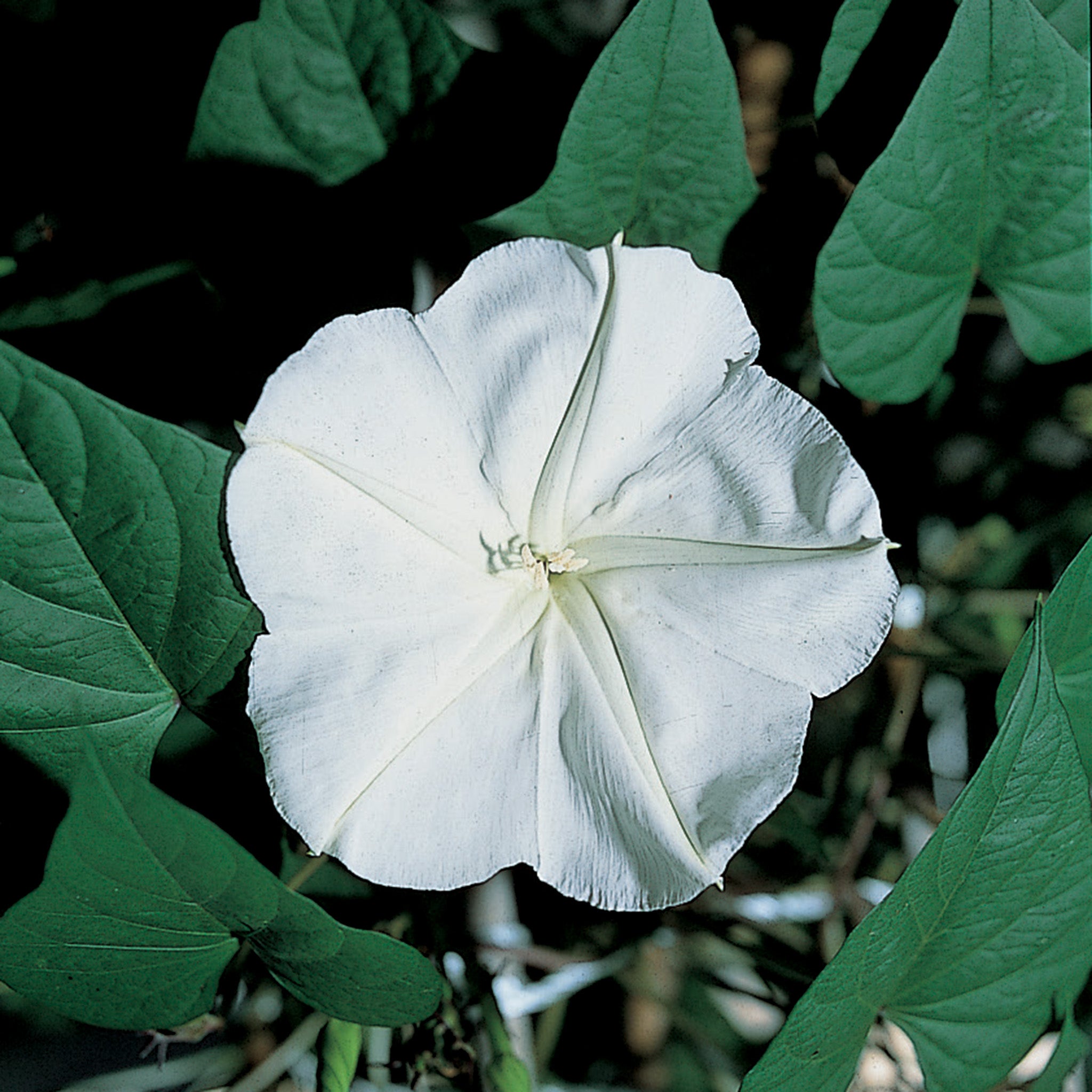 Morning Glory, Alba (Moonflower)