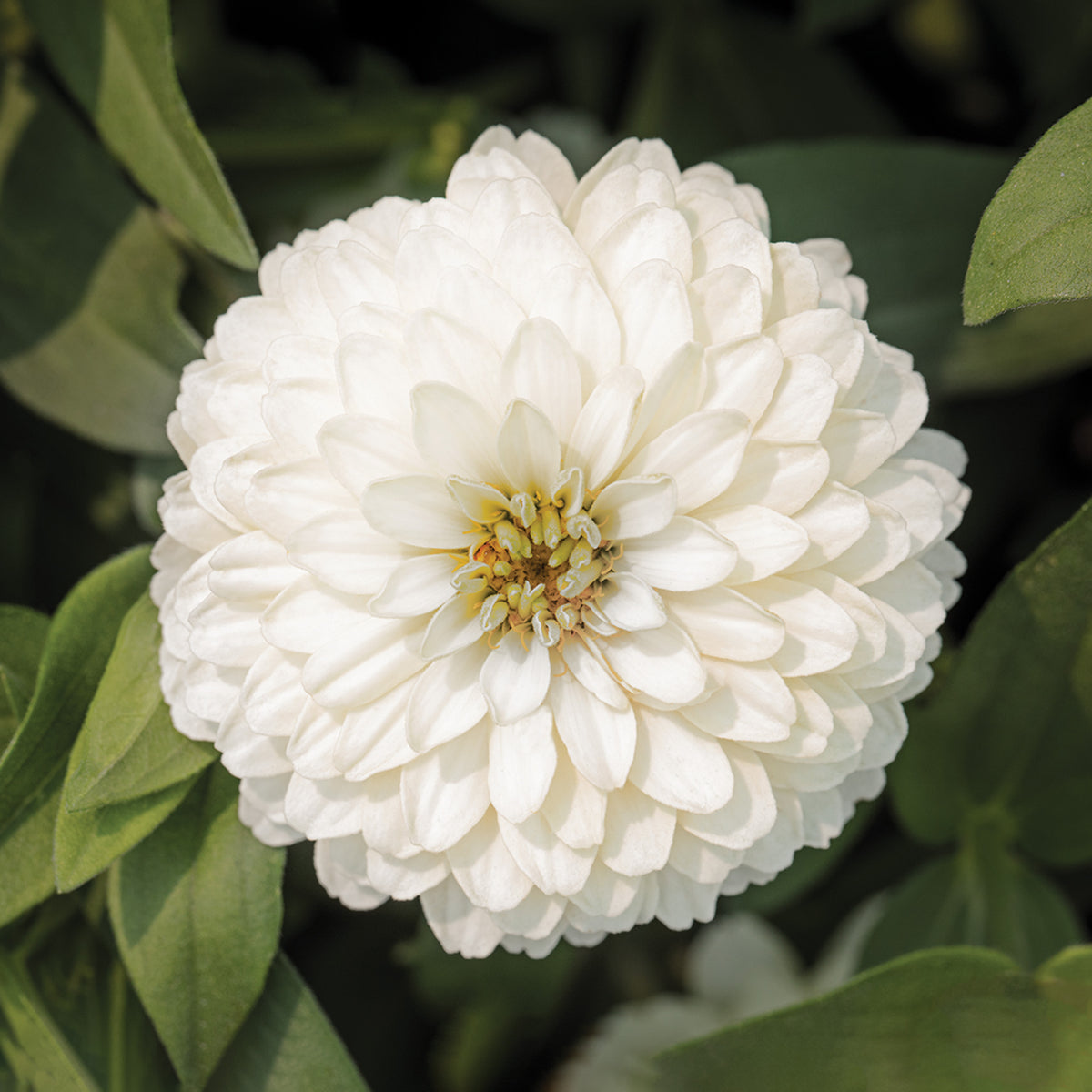 Zinnia, Zydeco™ White
