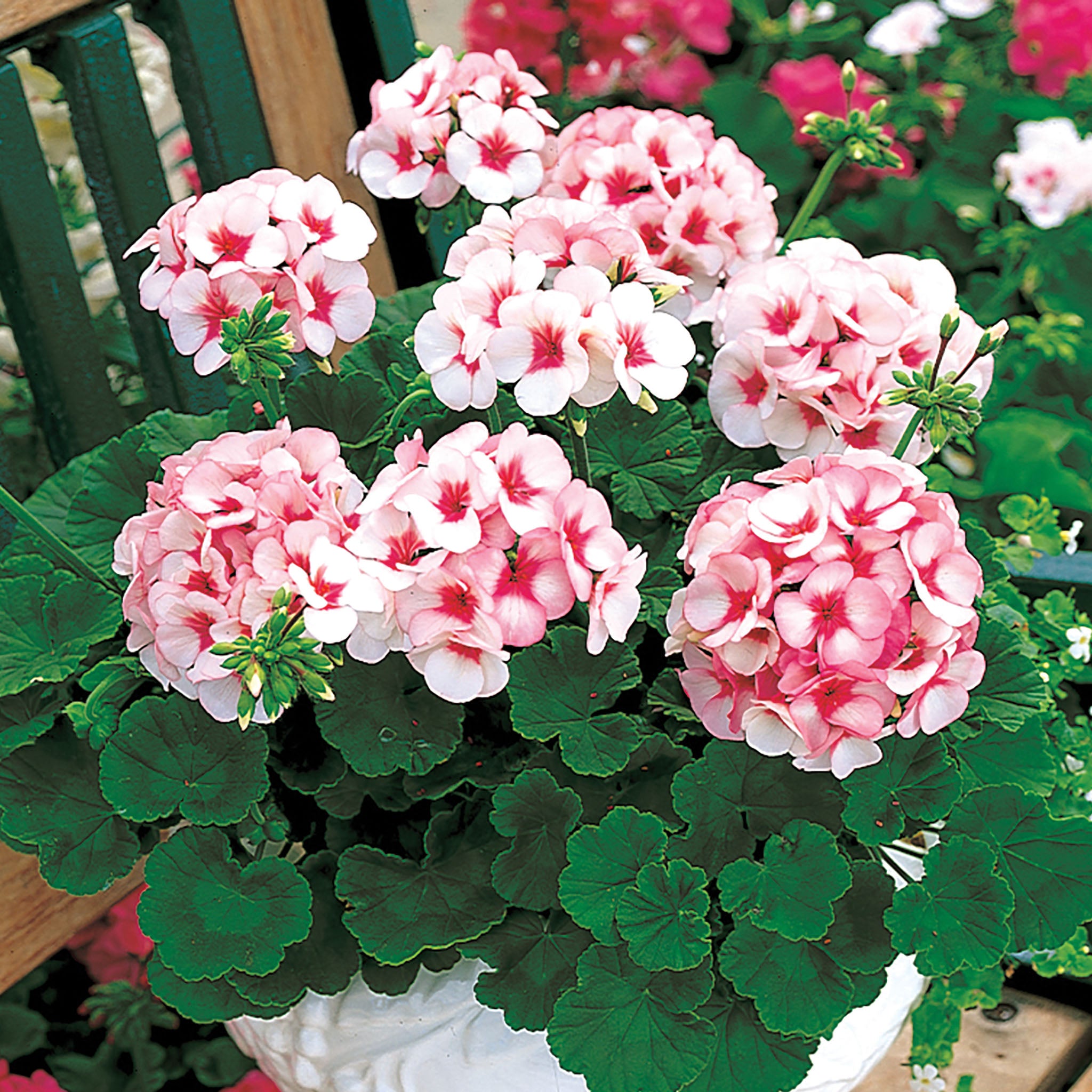 Geranium, Maverick™ Star Hybrid