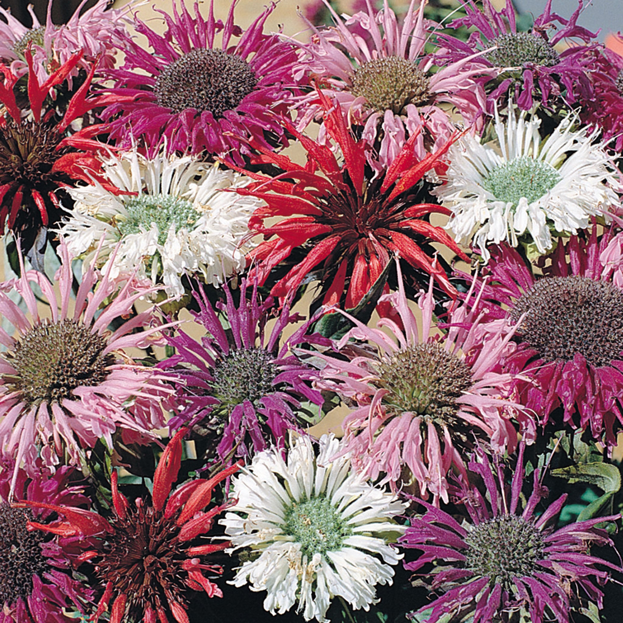 Monarda, Panorama Mix