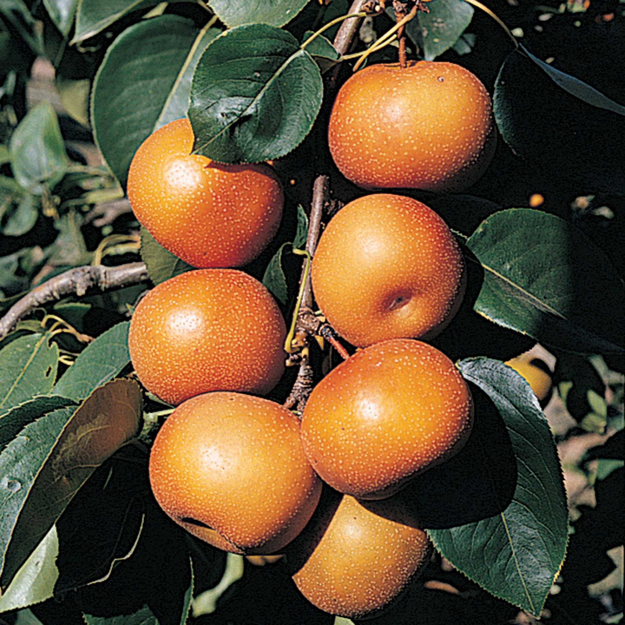 Pear, Asian, Chojuro