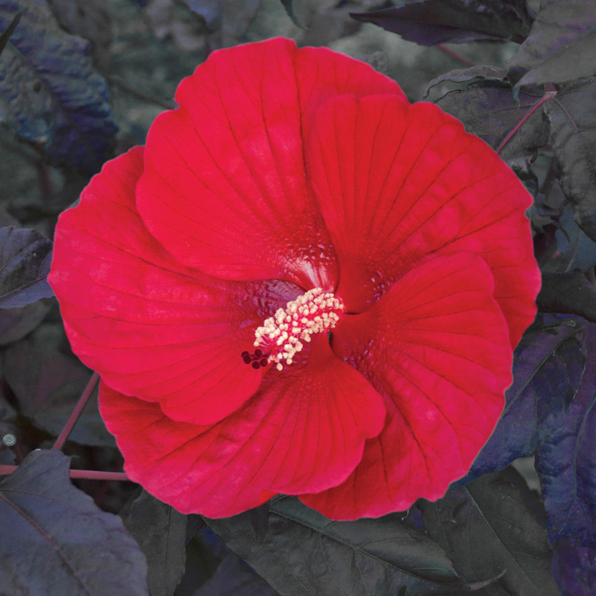 Hibiscus, Midnight Marvel