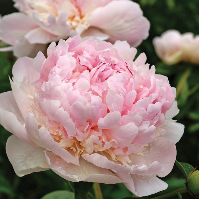 Peony, Angel Cheeks