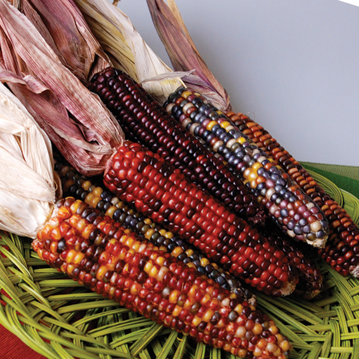 Corn, Ornamental, Fiesta Hybrid