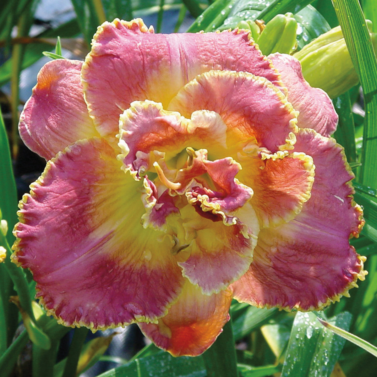 Daylily, Unlock the Stars