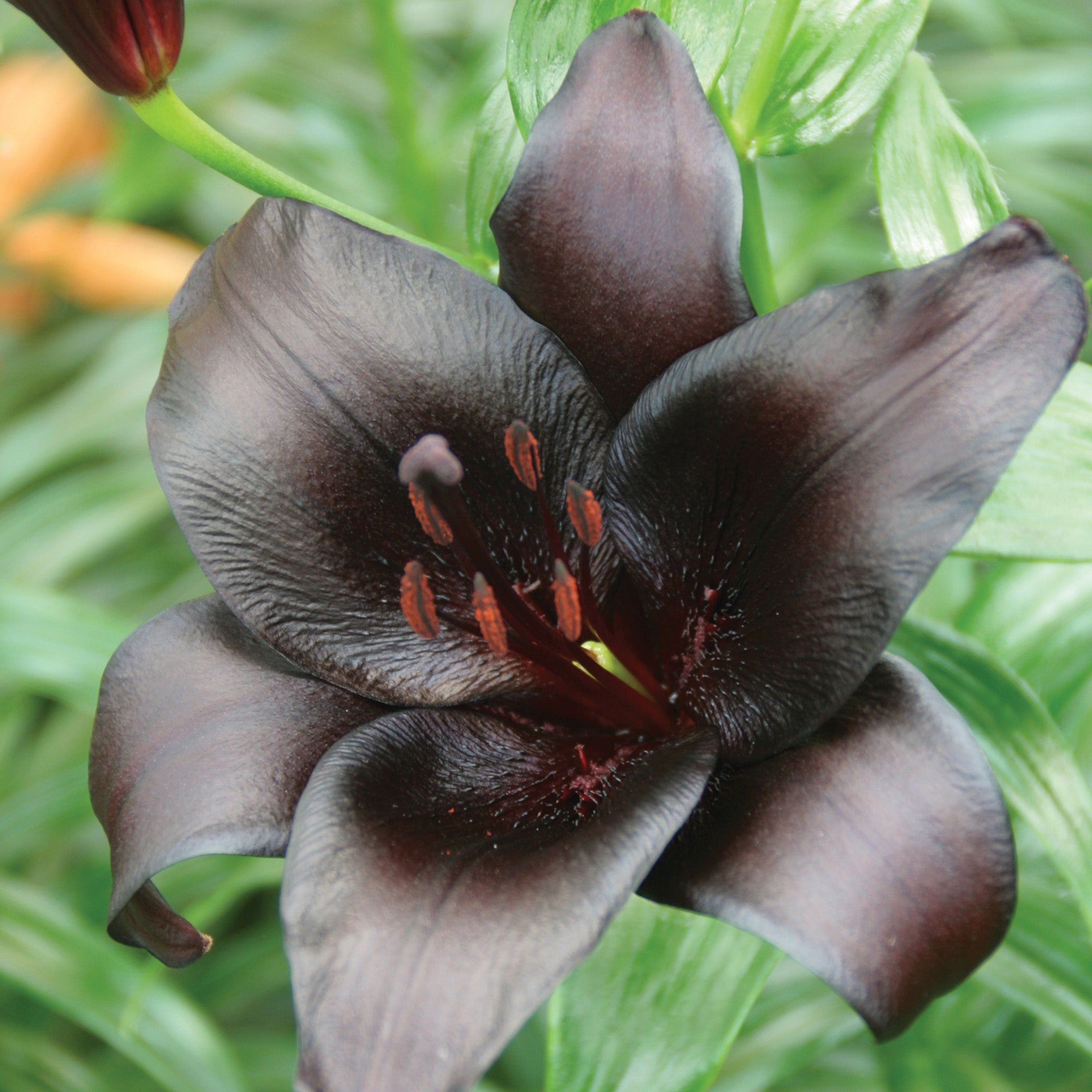 Lily, Asiatic, Nightrider, Pack of 3