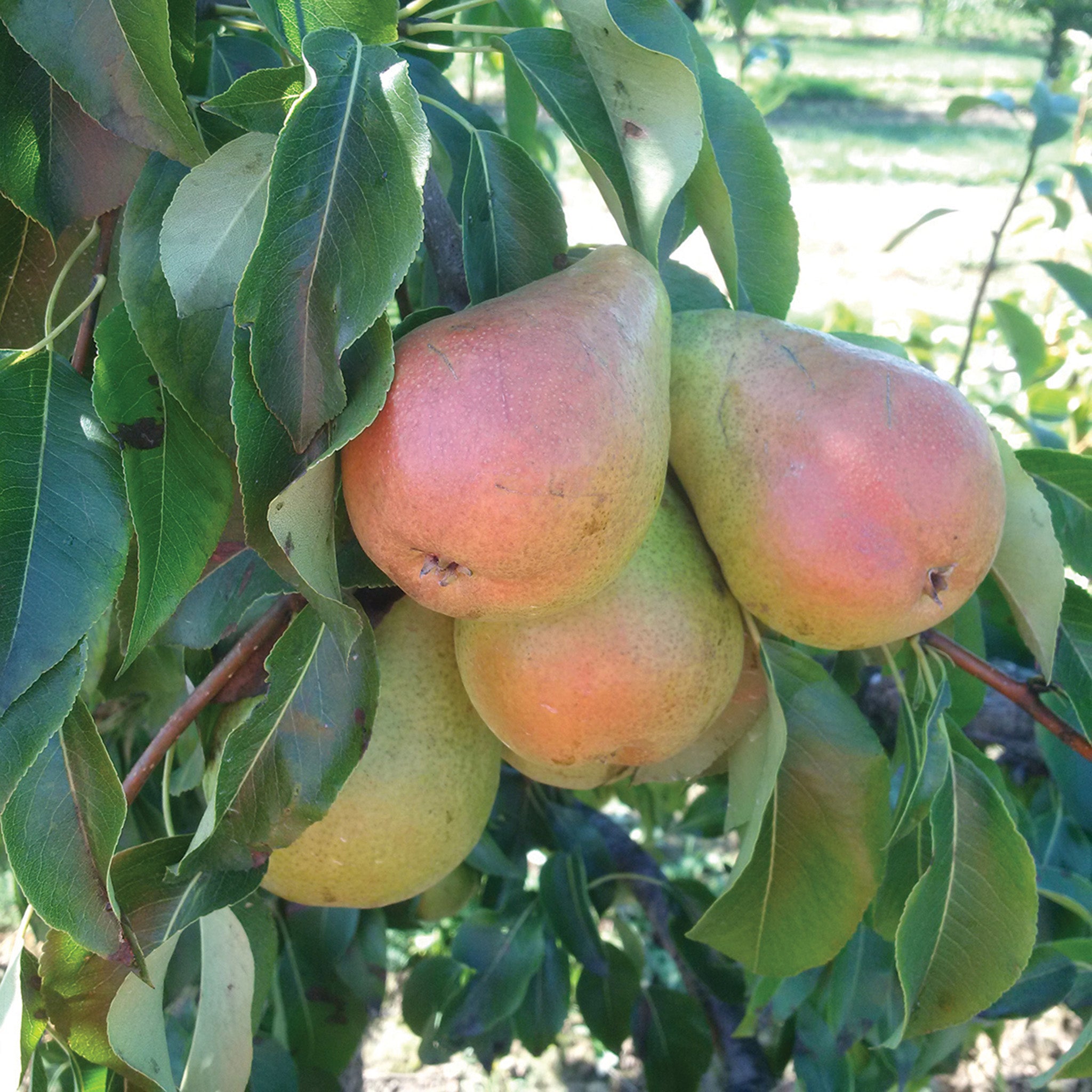 Pear, Standard, Harrow Sweet