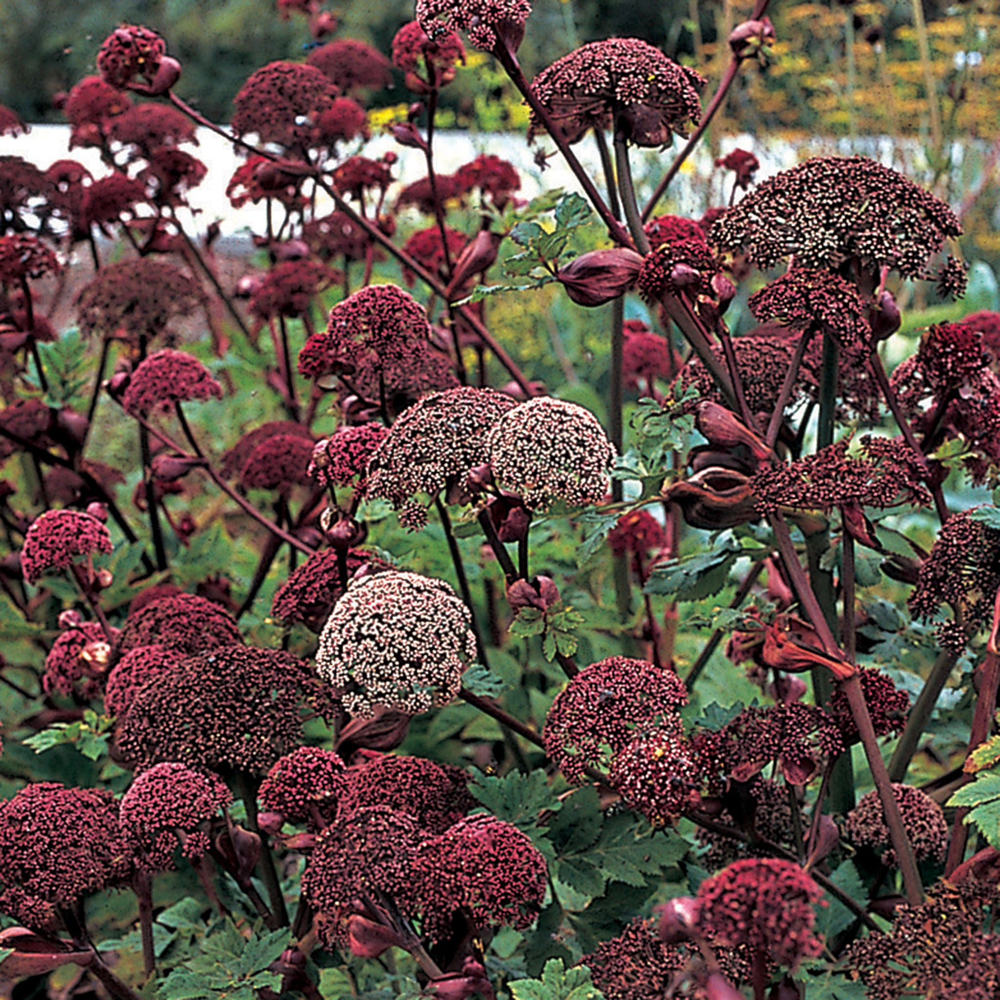 Angelica gigas