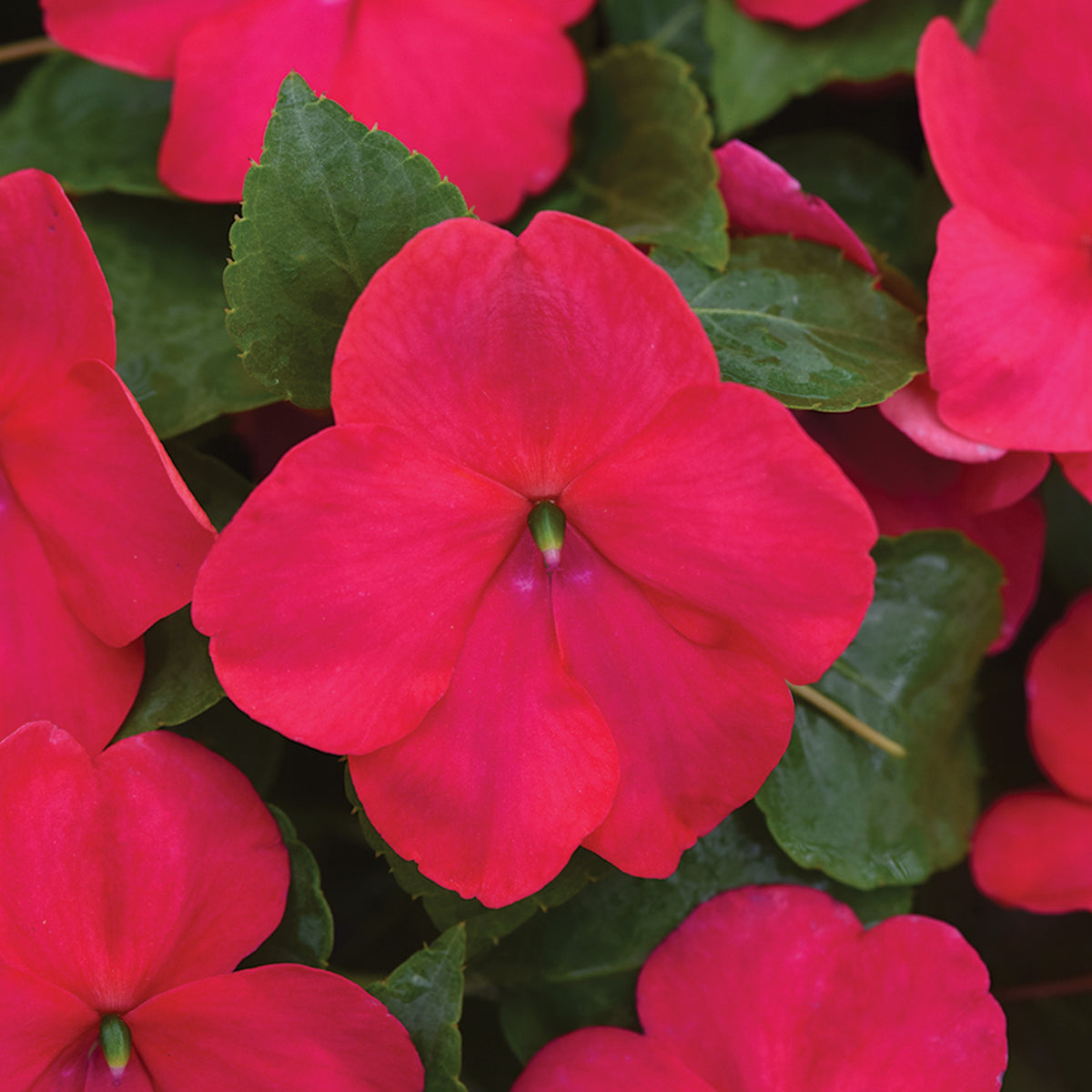 Impatiens, Beacon® Lipstick Hybrid