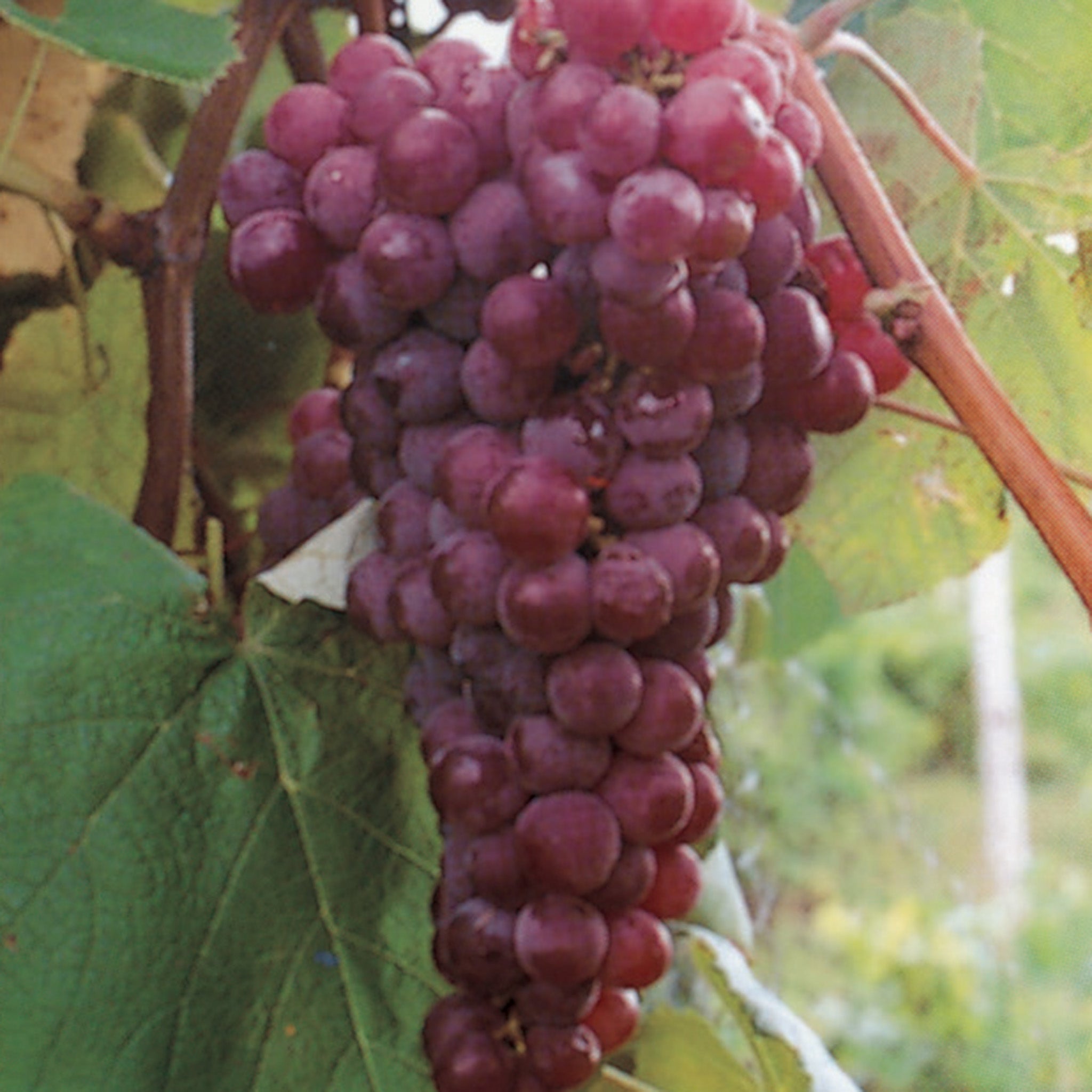 Grape, Seedless, Reliance