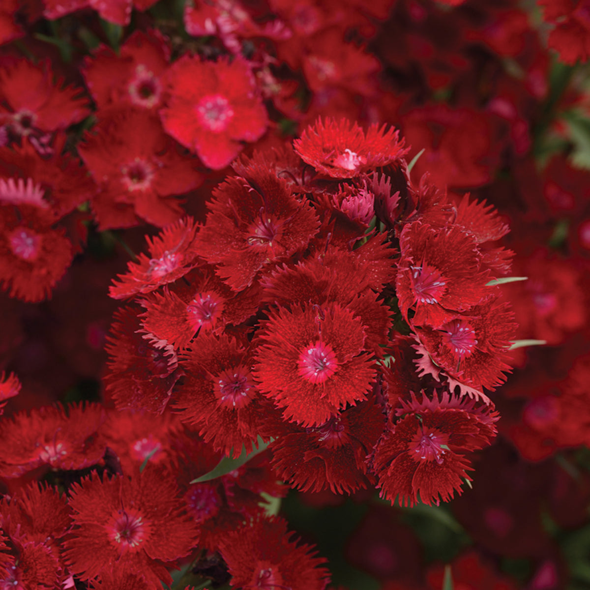 Dianthus, Rockin'™ Red Hybrid