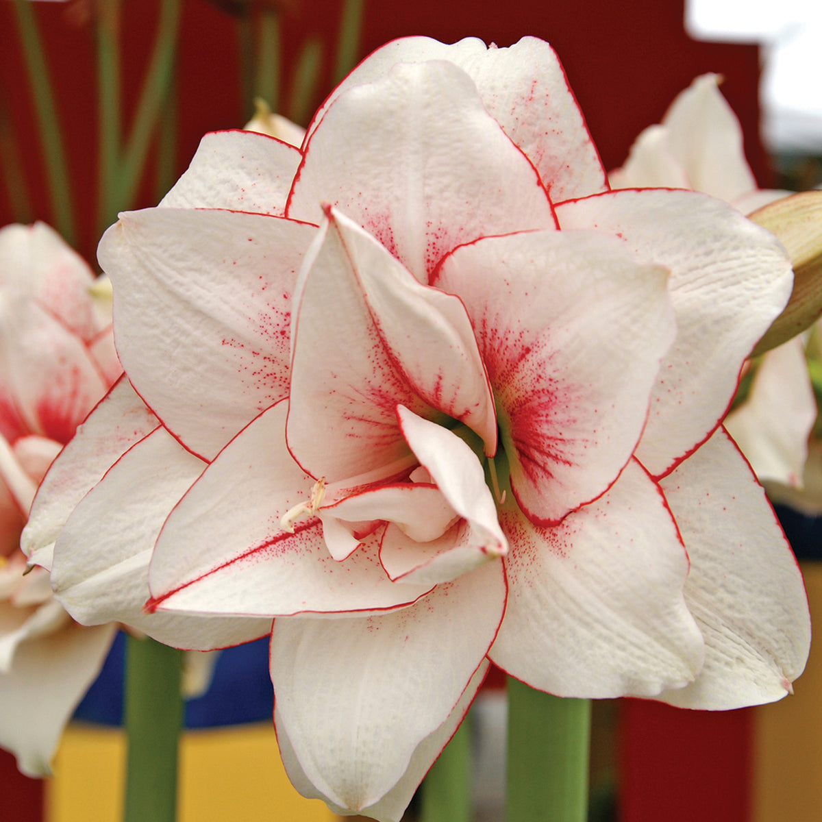 Amaryllis, Elvas