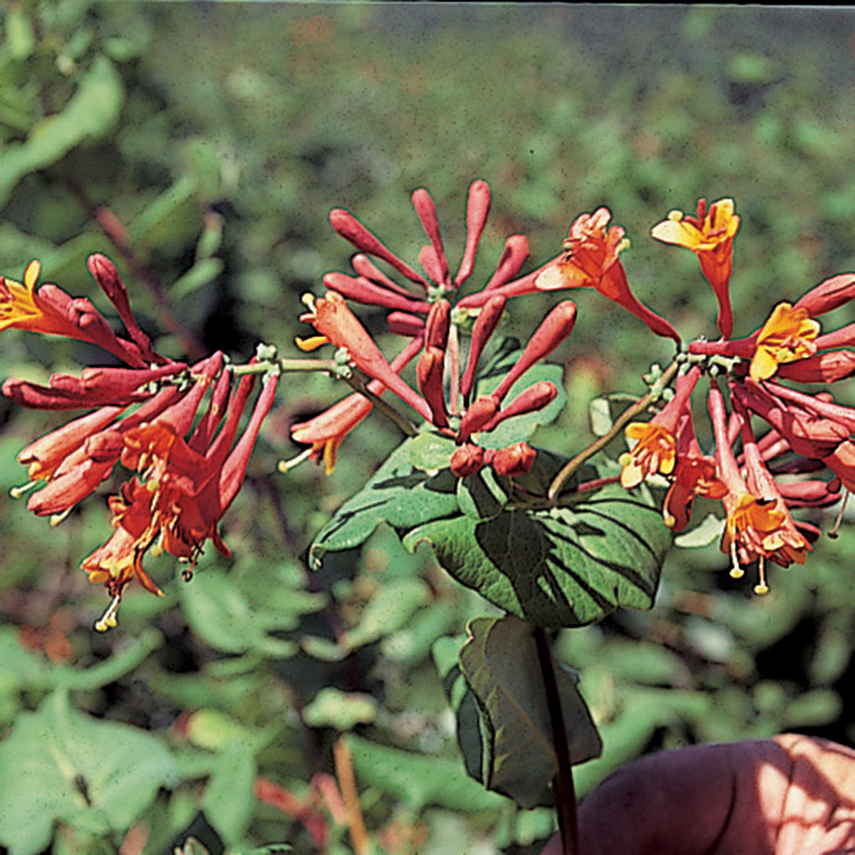 Honeysuckle, Dropmore Scarlet