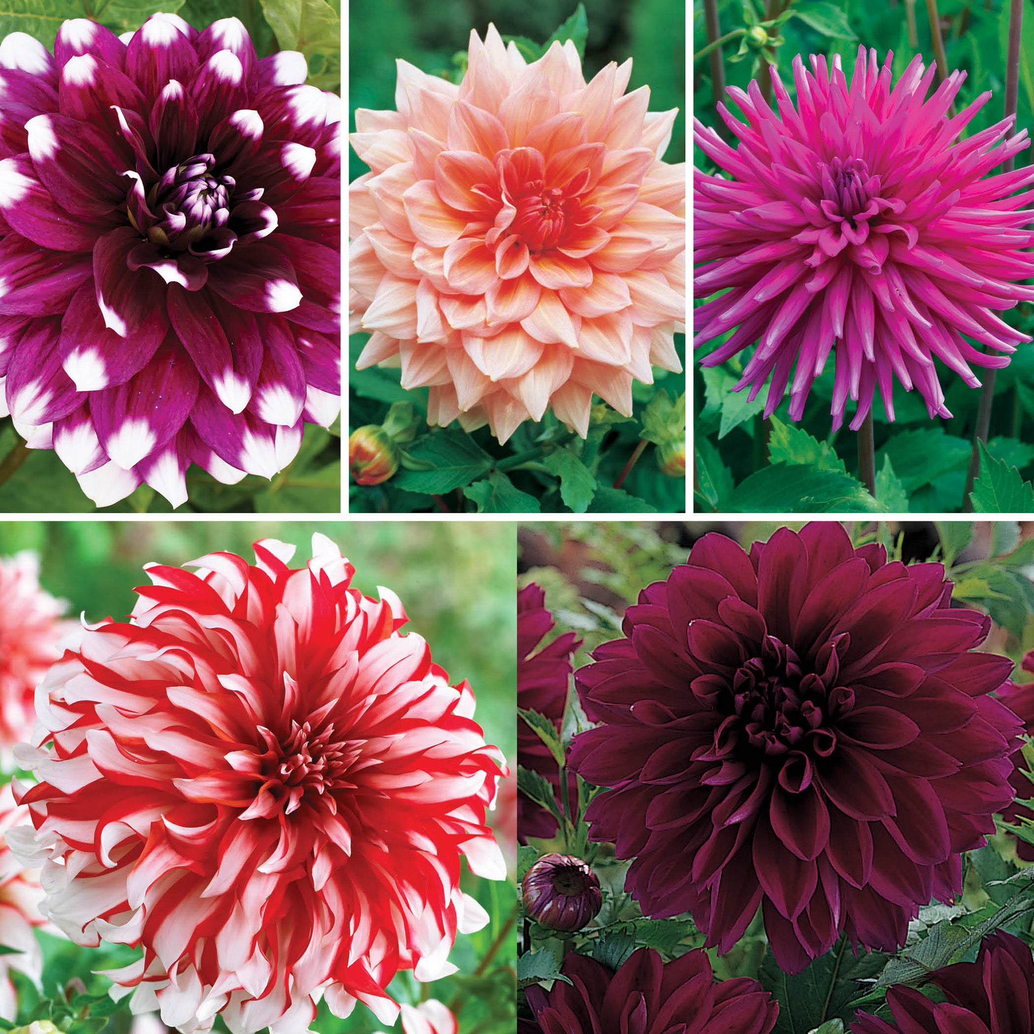 Dahlia Offer #4