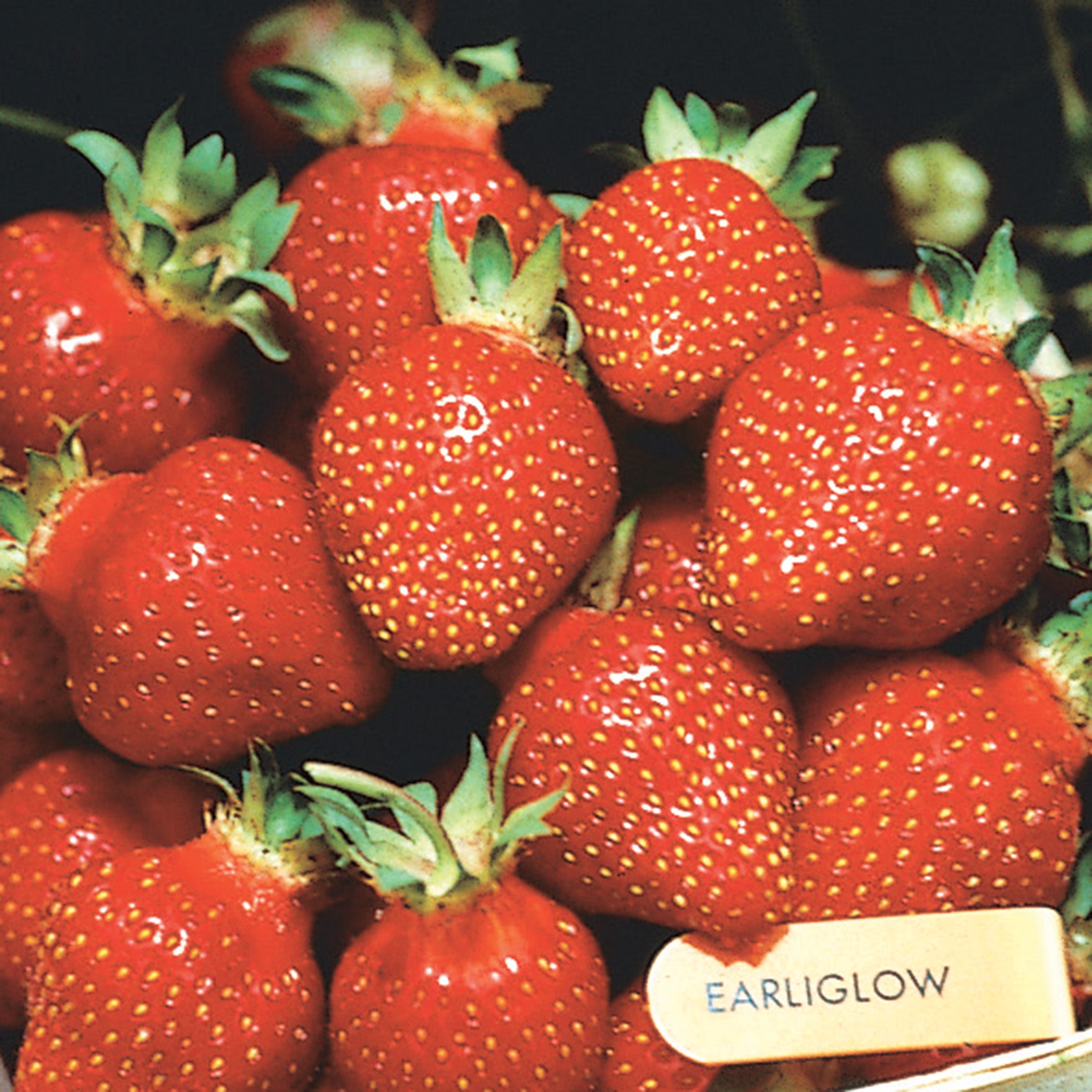 Strawberry, June Bearing, Earliglow, 25 Plants