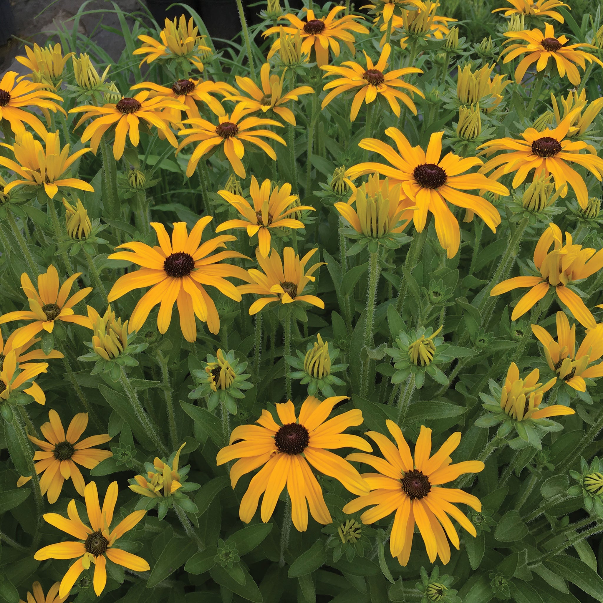 Rudbeckia, Glitters Like Gold