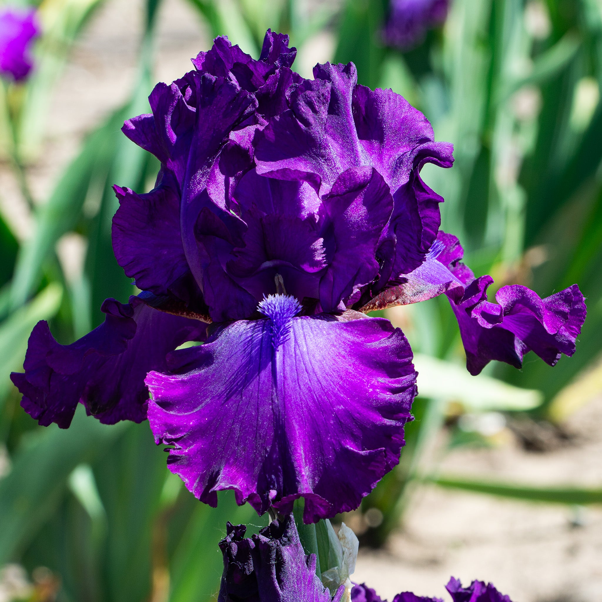 Iris, Bearded, Swingtown