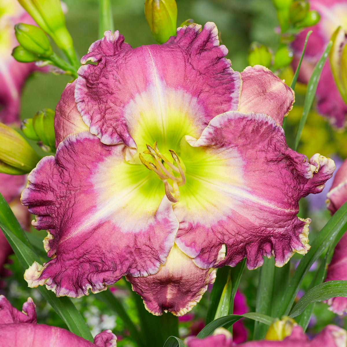 Daylily, Ring the Bells of Heaven