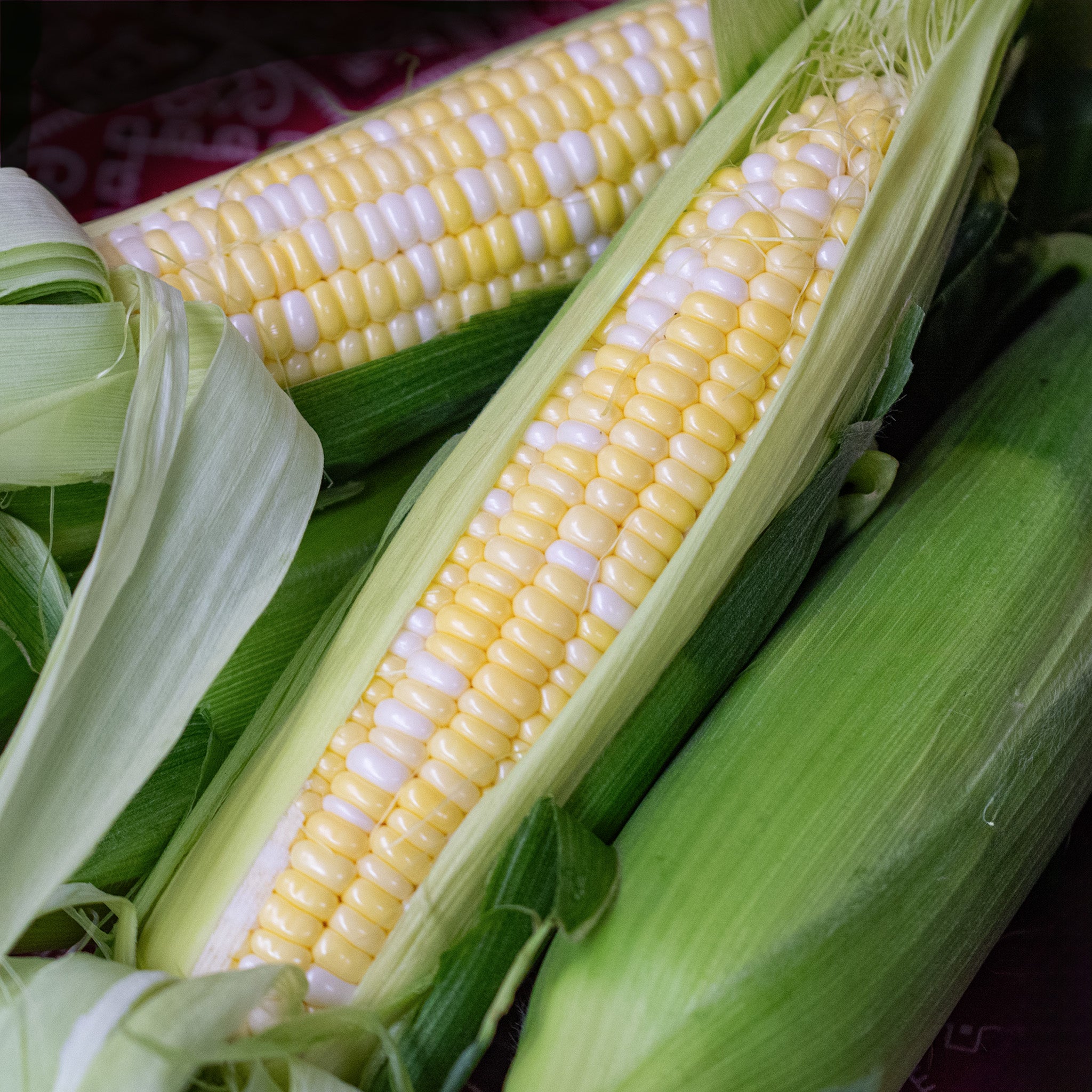 Sweet Corn, Trinity Bicolor Hybrid, Treated