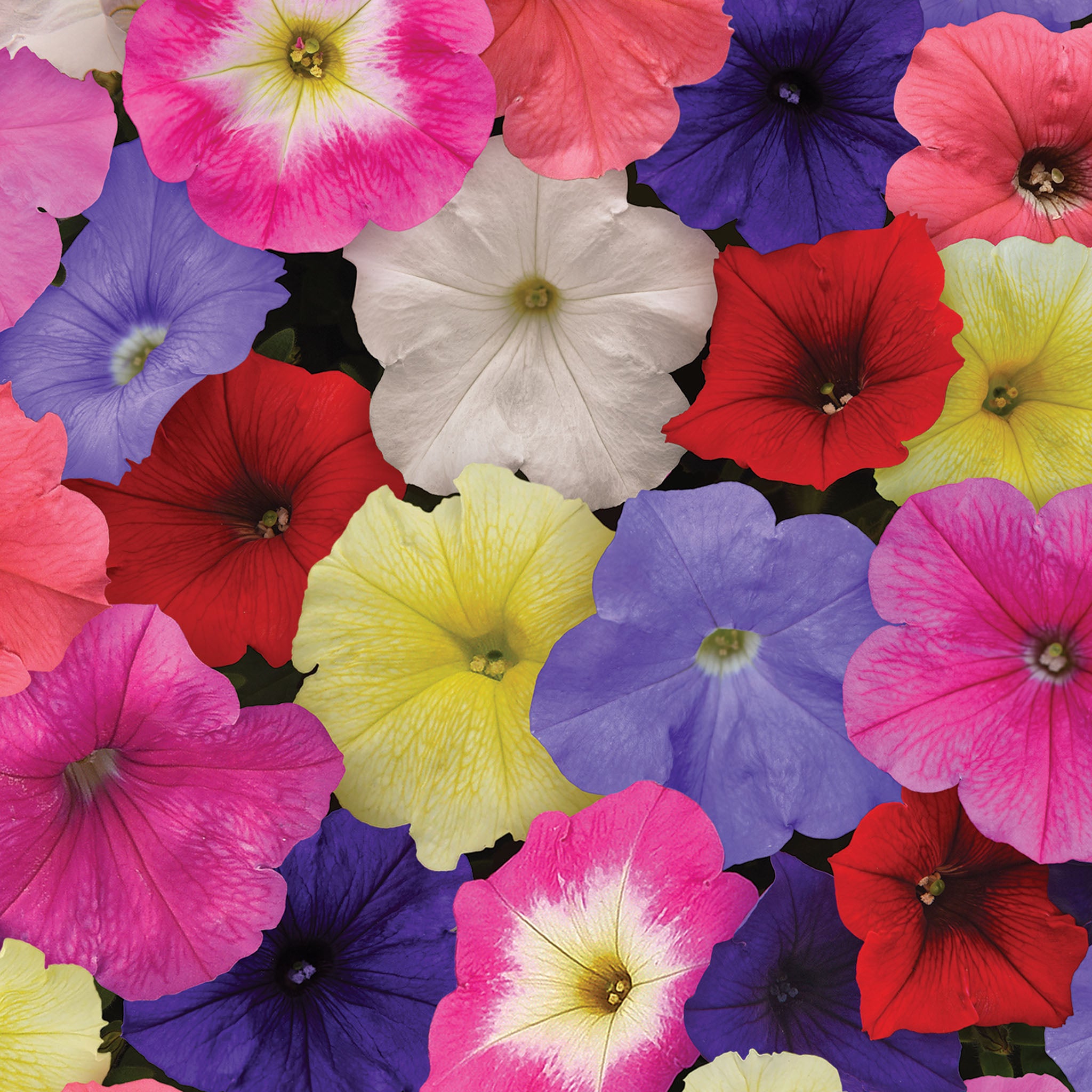 Petunia, E3 Easy Wave® Mix Hybrid
