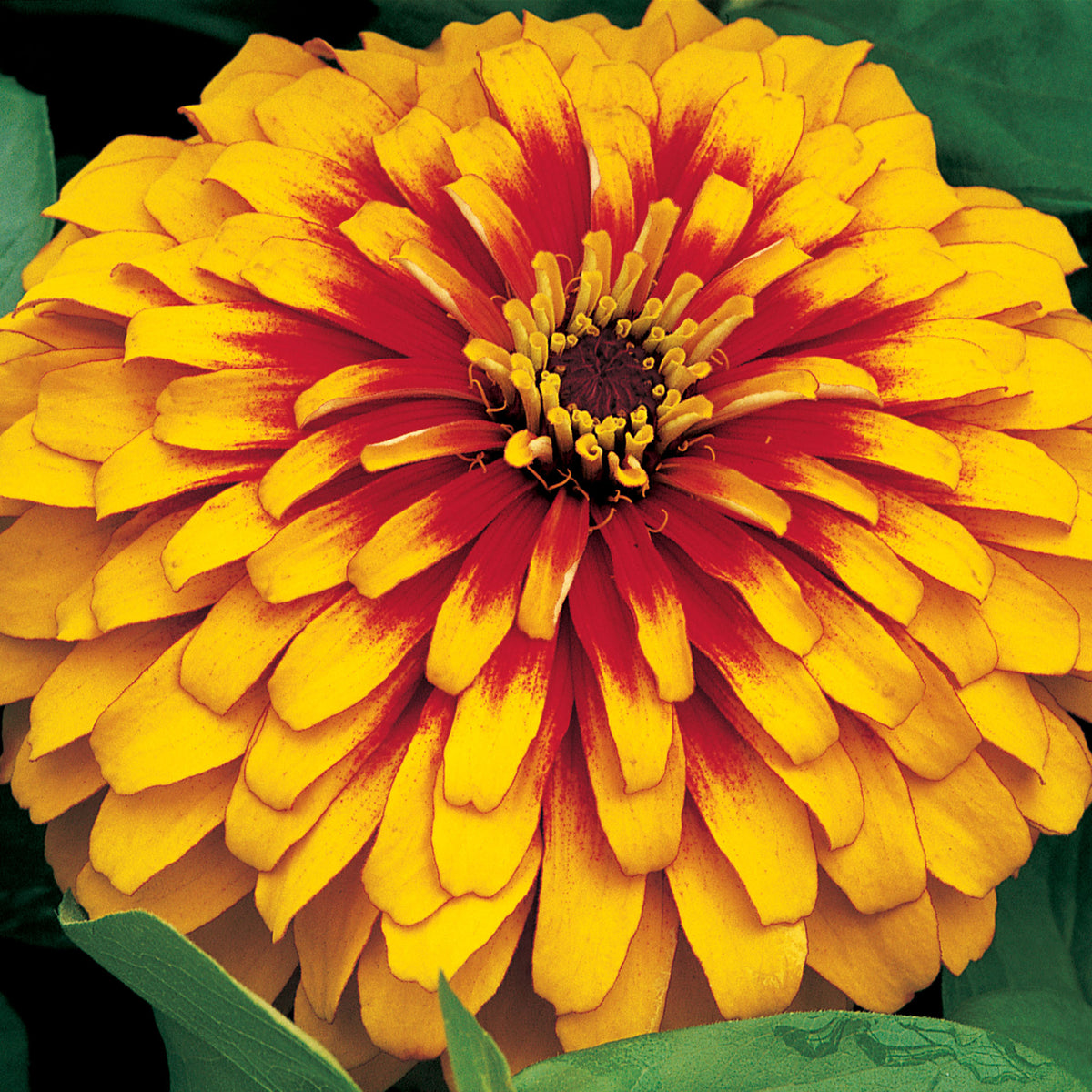 Zinnia, Swizzle™ Scarlet & Yellow Hybrid