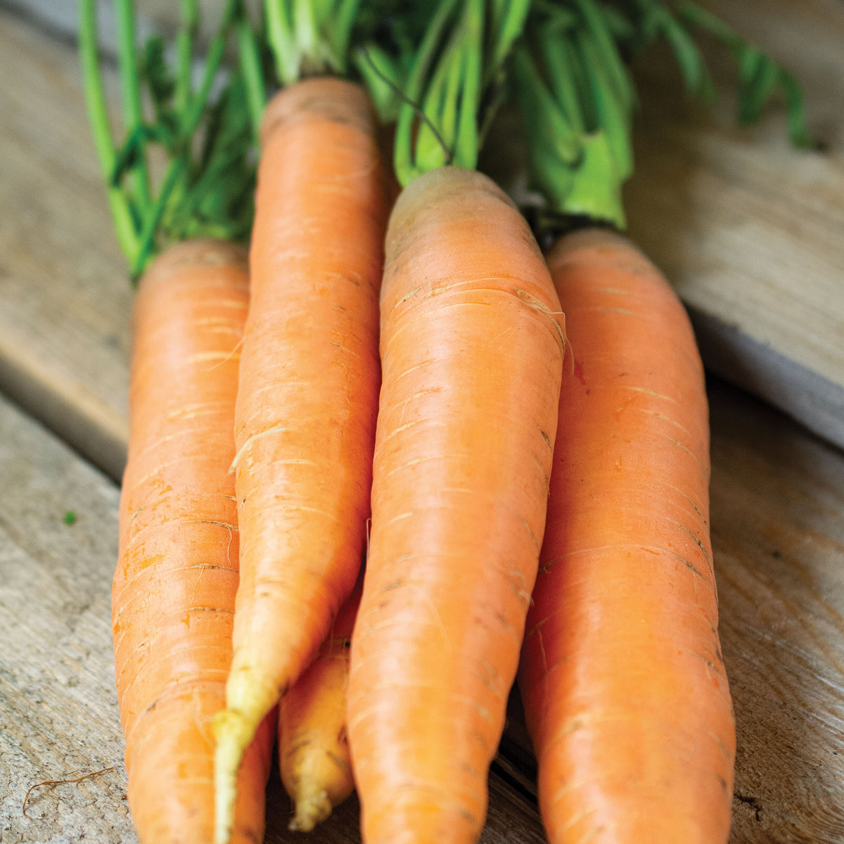 Carrot, Early Coreless or Scarlet Nantes