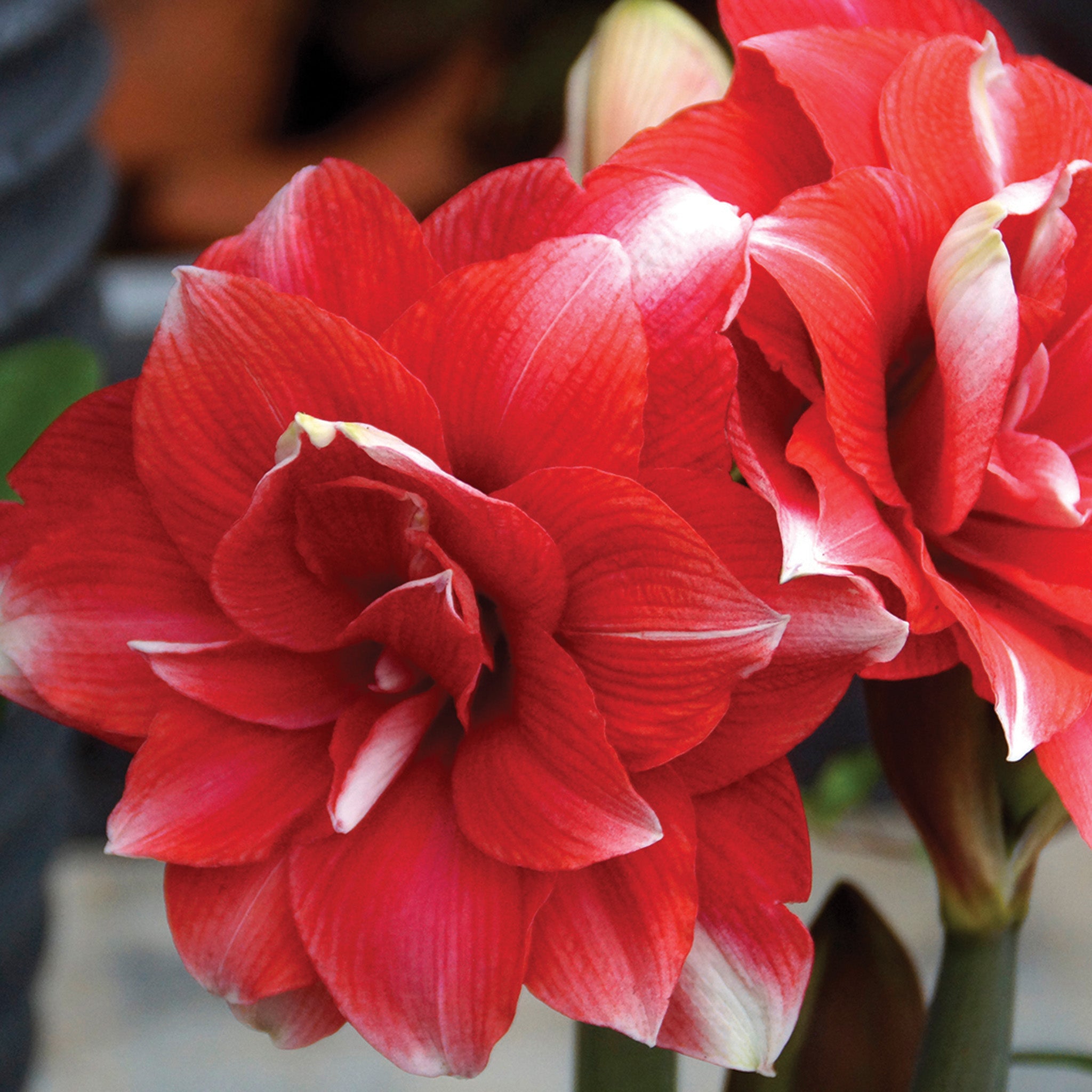 Amaryllis, Double Dream