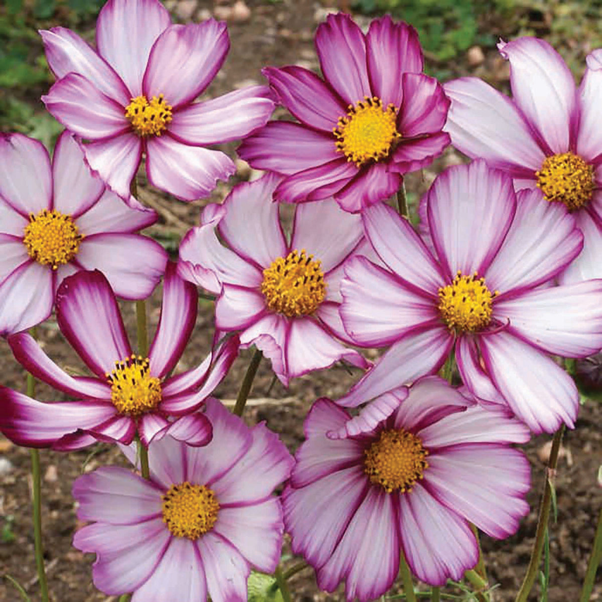 Cosmos, Picotee