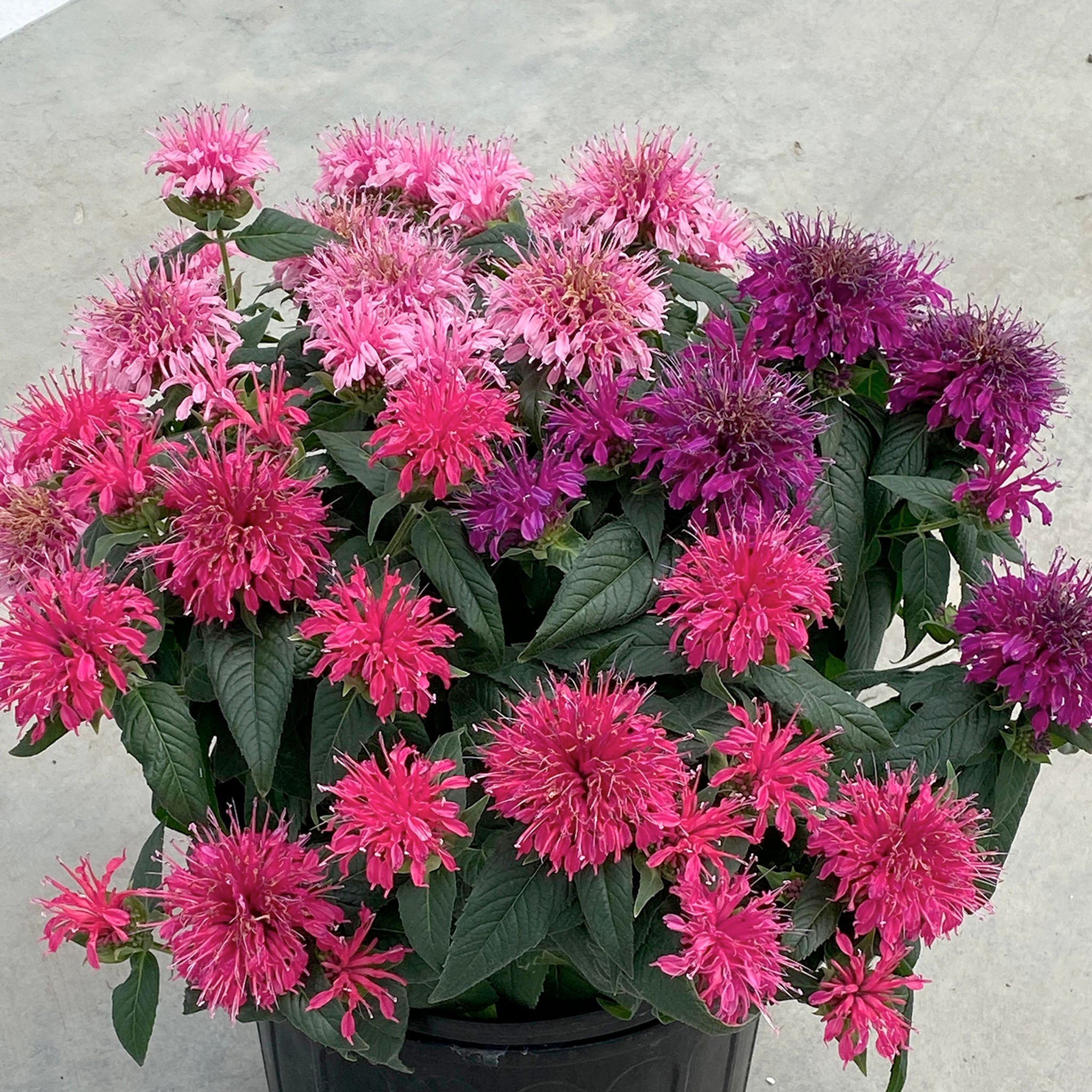 Monarda, Balmy Tricolor