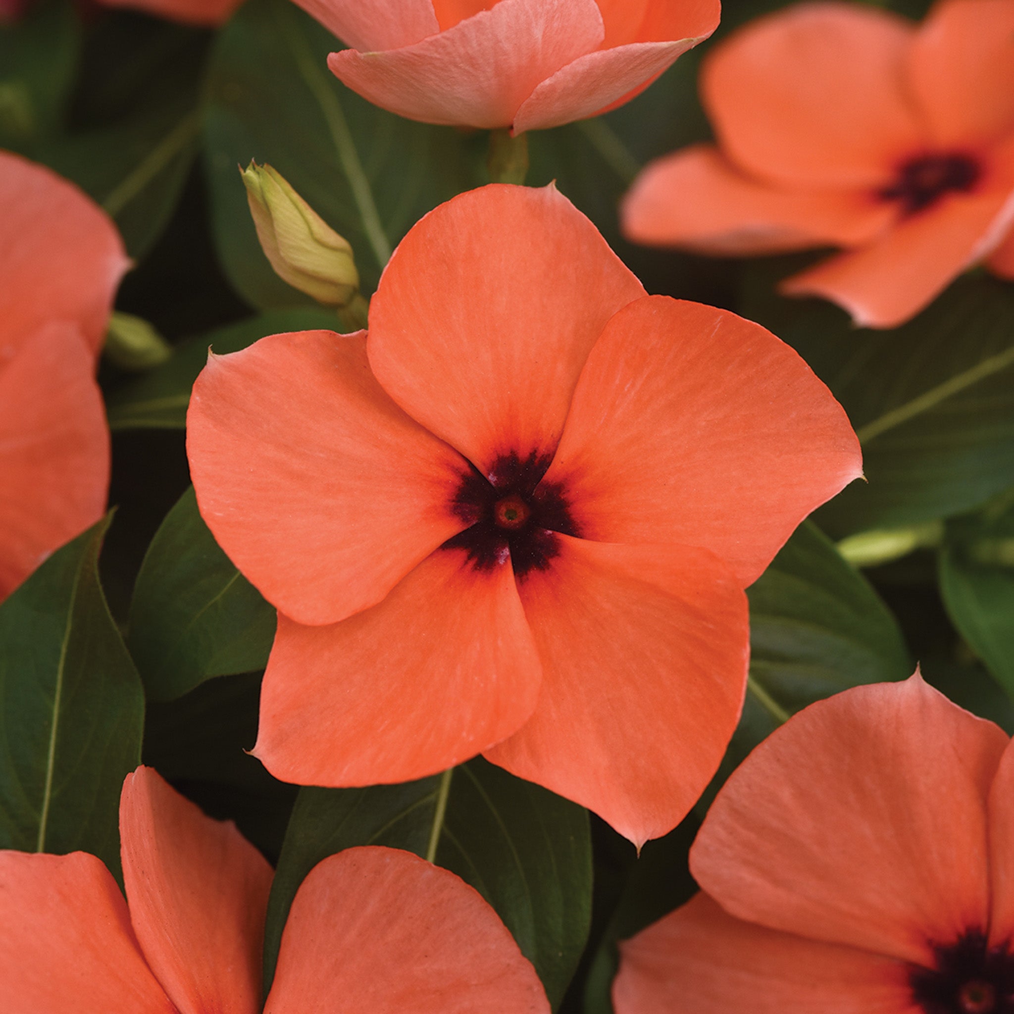 Vinca, Tattoo™ Orange