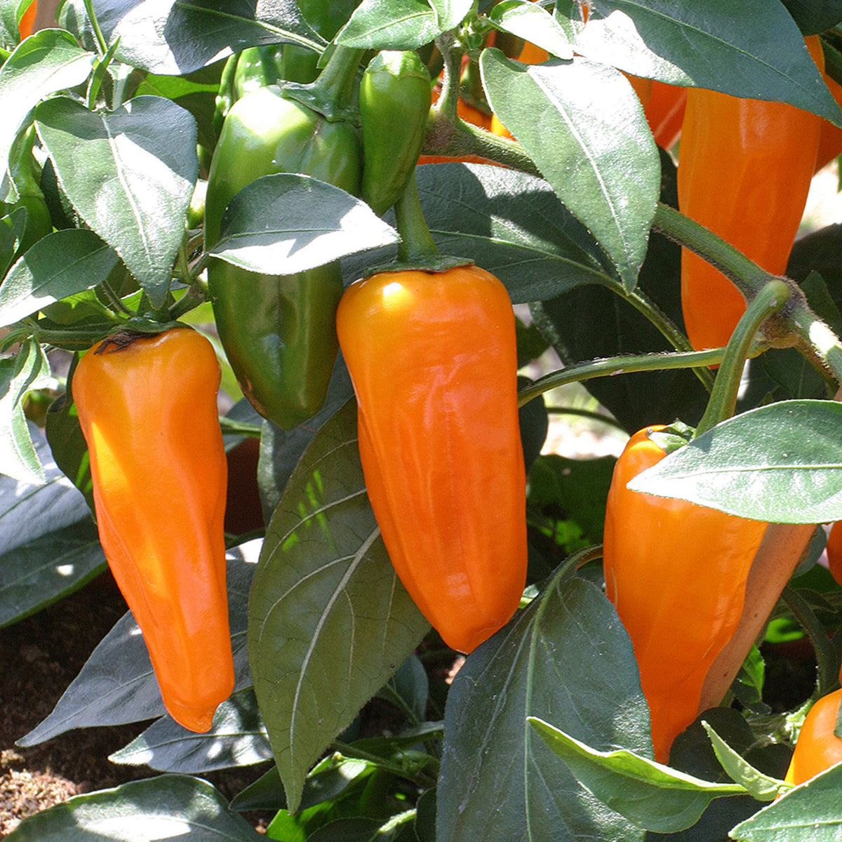 Pepper, Hot, Zest Hybrid